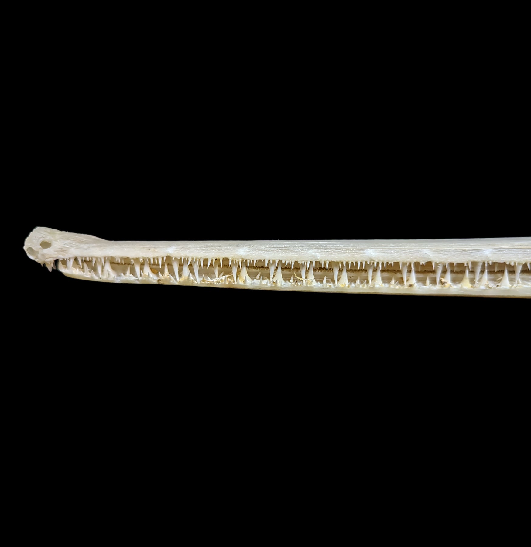 Longnose Gar Skull - Authentic Fish Skull Specimen for Collectors, Taxidermy & Science Education | Perfect for Home Decor, Classroom Display & Unique Gifts