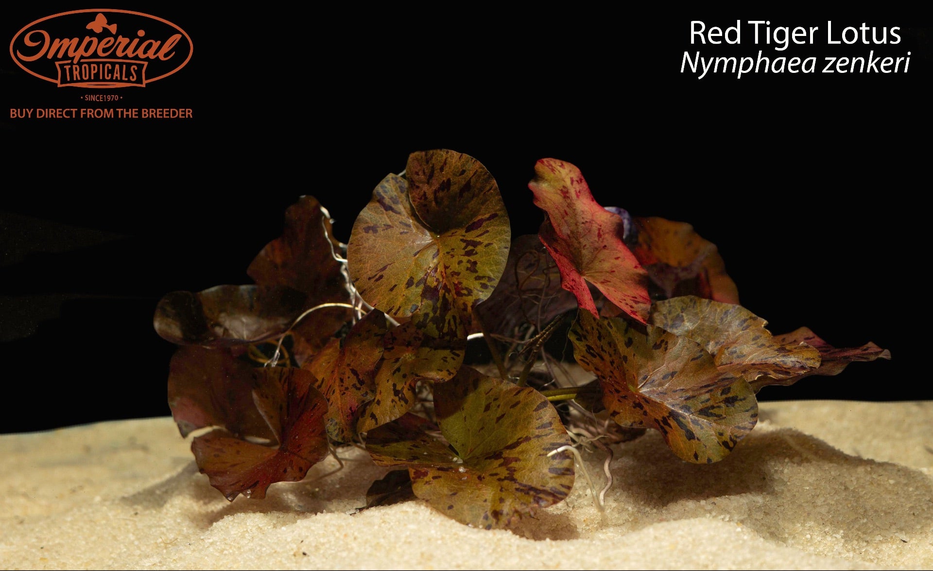 Red Tiger Lotus Nymphaea Zenkeri - Live Aquatic Plant for Aquariums & Ponds | Perfect for Aquascaping & Water Gardens
