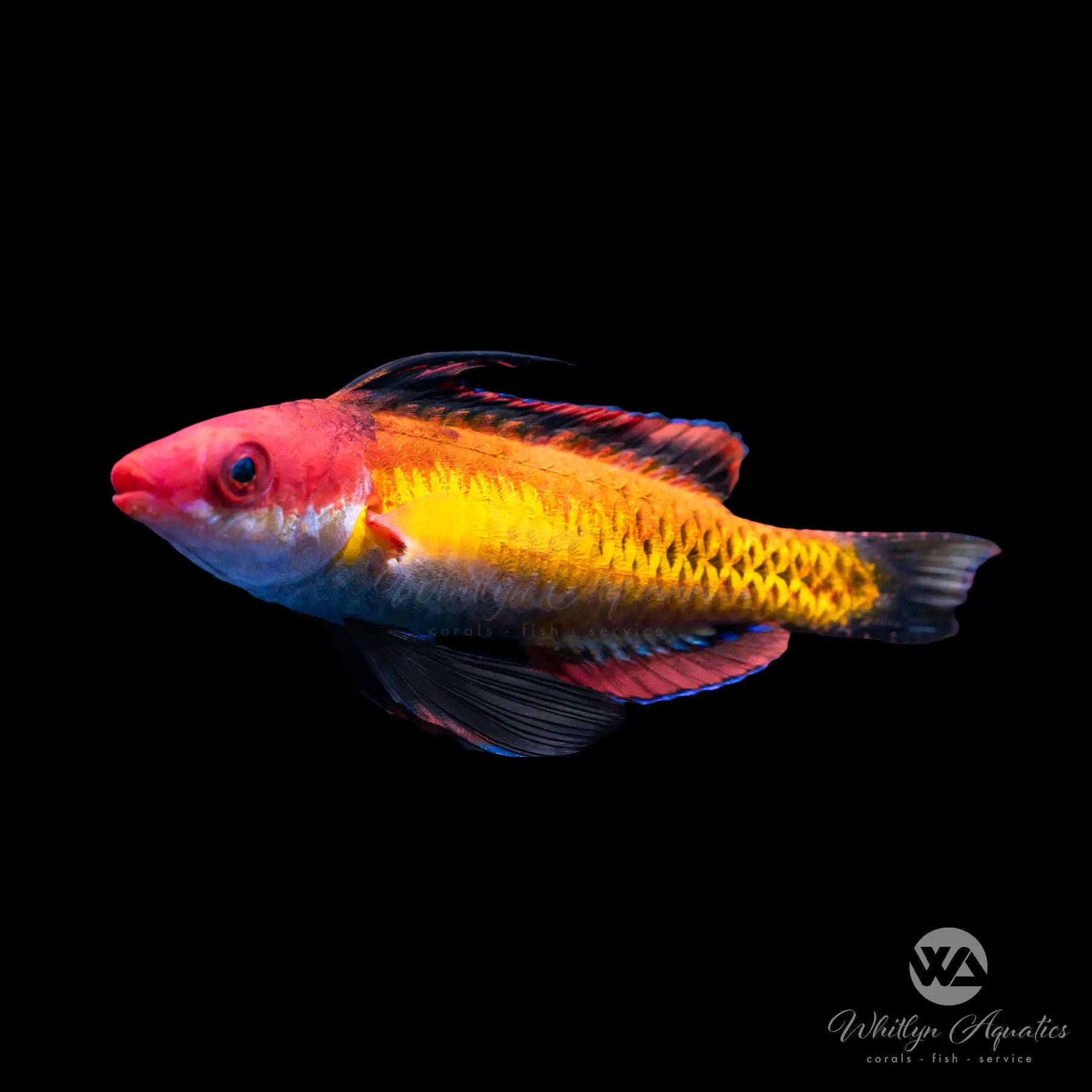 Naoko Fairy Wrasse (Cirrhilabrus naokoae) - Stunning Saltwater Aquarium Fish for Reef Tanks & Marine Displays