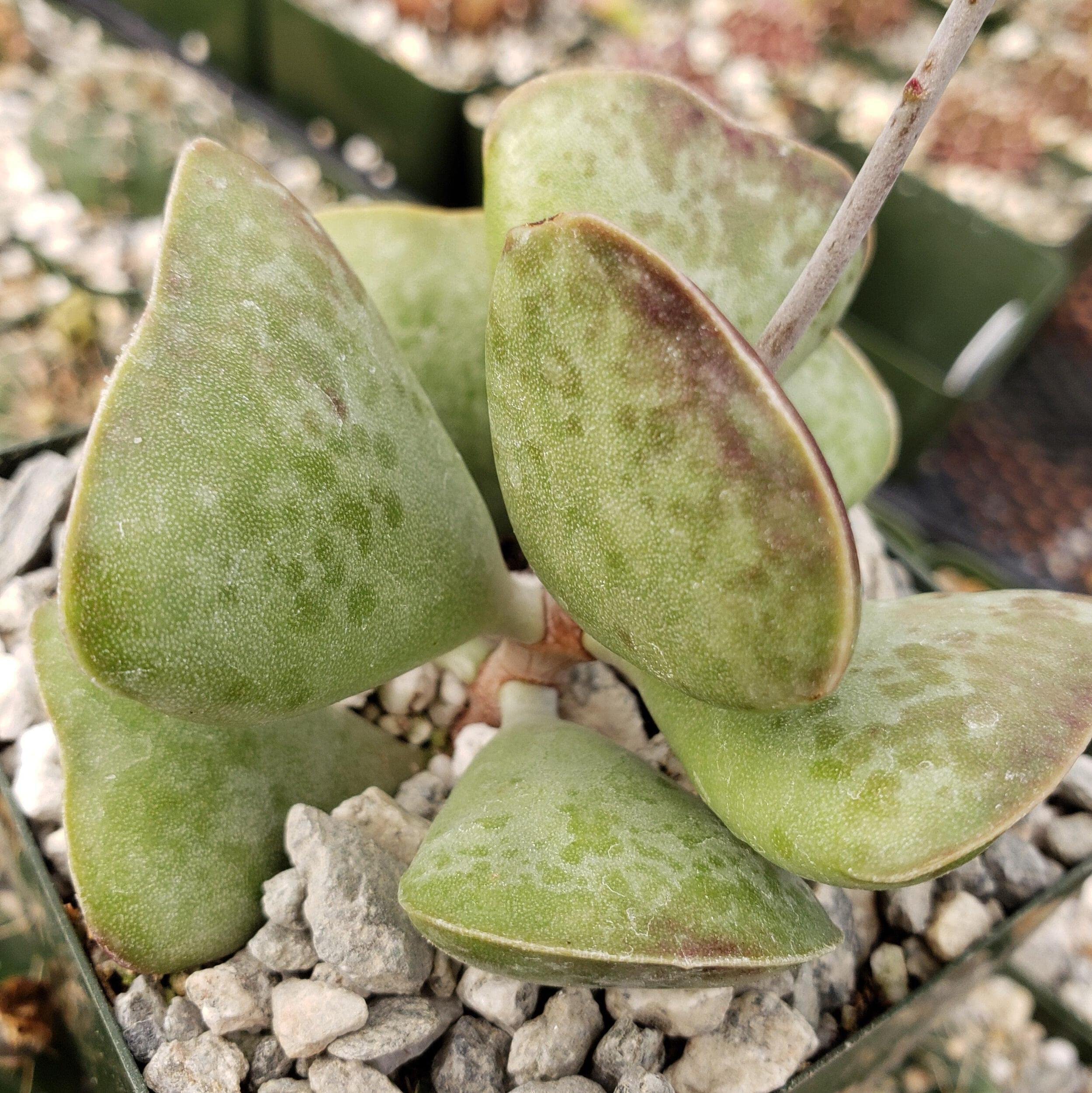Adromischus Triflorus 'Calico Hearts' Live Succulent Plant - Rare Cactus for Home Decor, Office Desk & Garden Arrangements