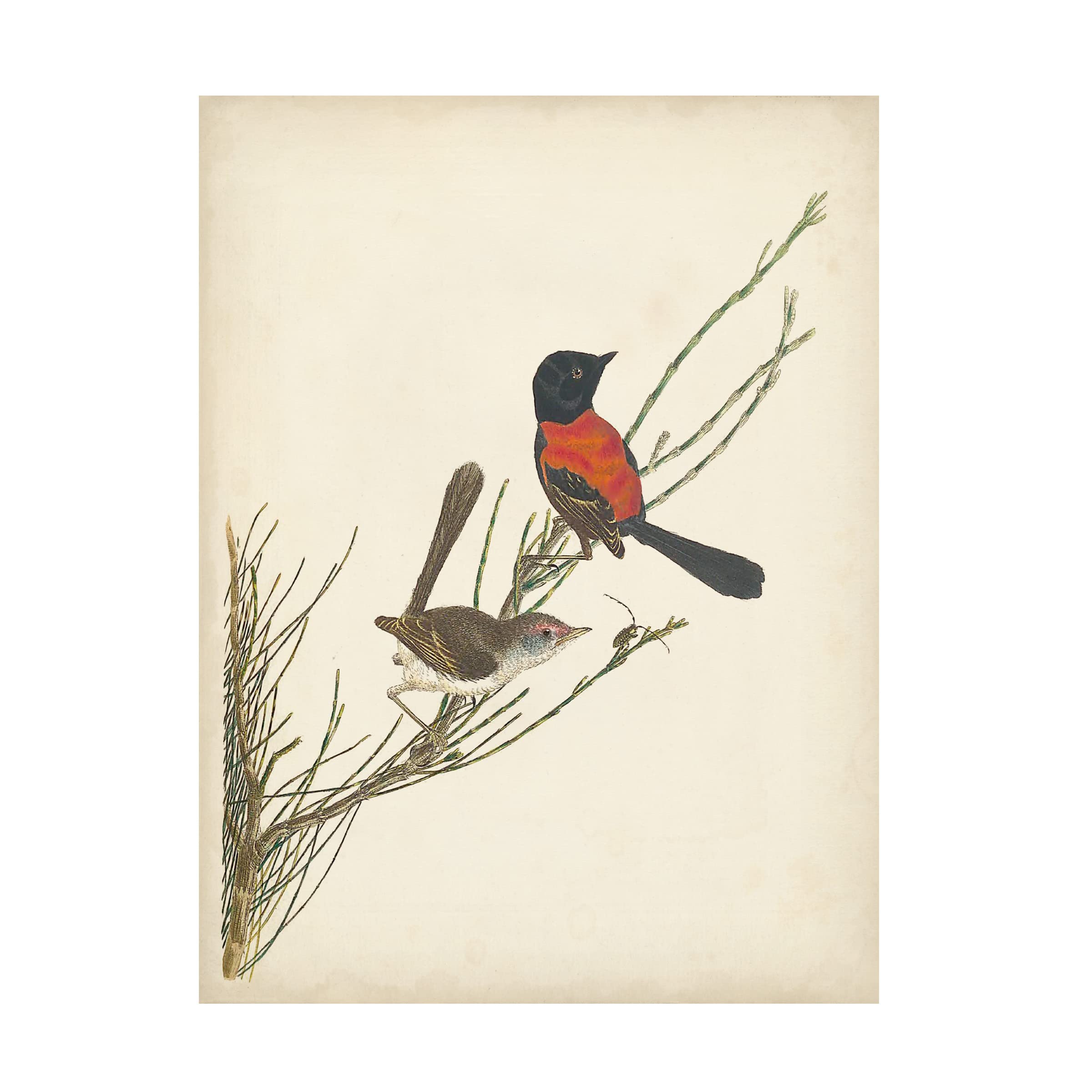 Trademark Fine Art 'Graceful Birds III' Canvas Wall Art Print - Modern Home Decor for Living Room, Bedroom & Office - Vision Studio Nature-Inspired Painting