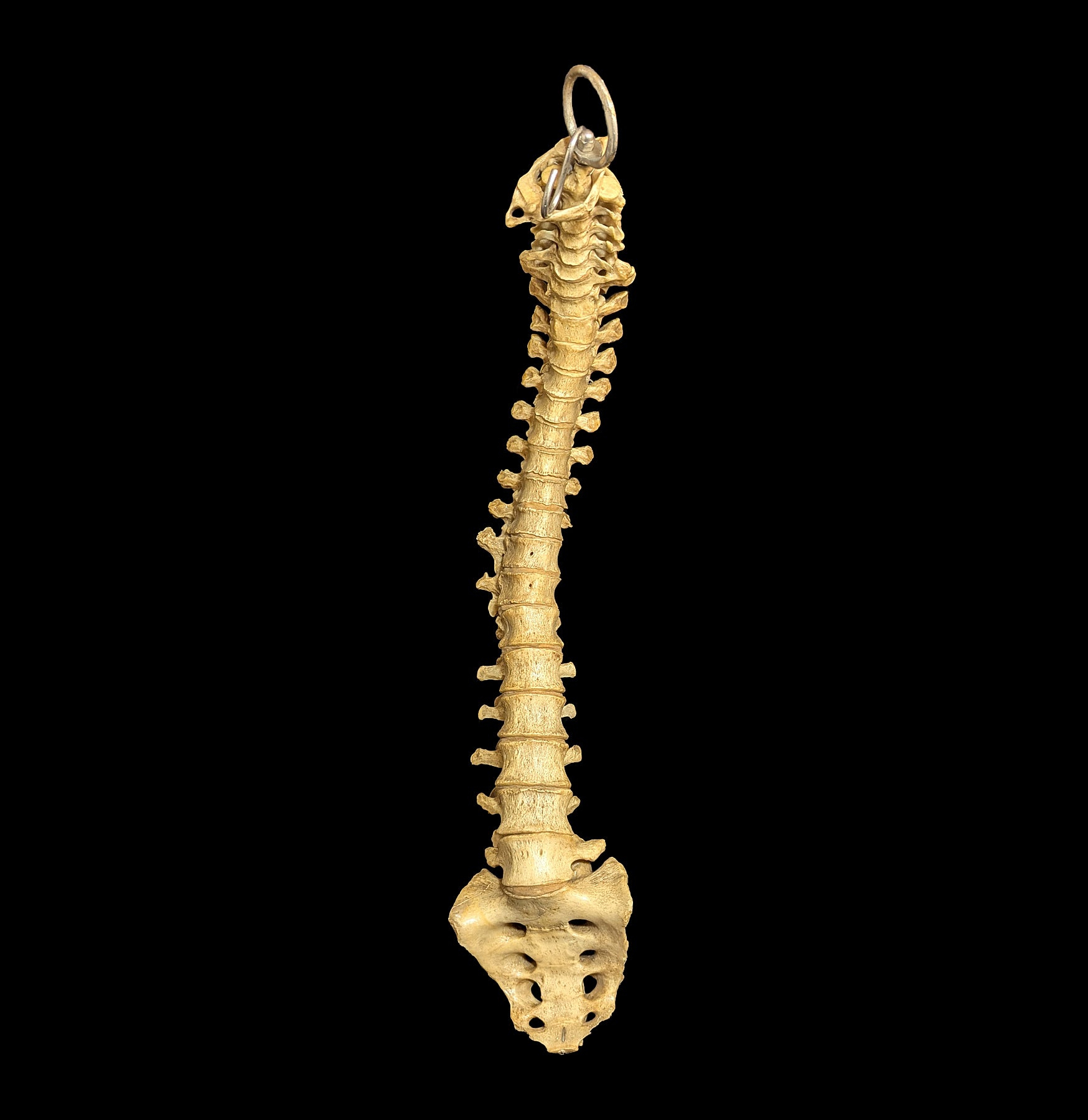 Articulated Human Spine Model - Detailed Anatomical Spine for Medical Study, Chiropractic Training & Classroom Education - Perfect for Students, Doctors & Healthcare Professionals