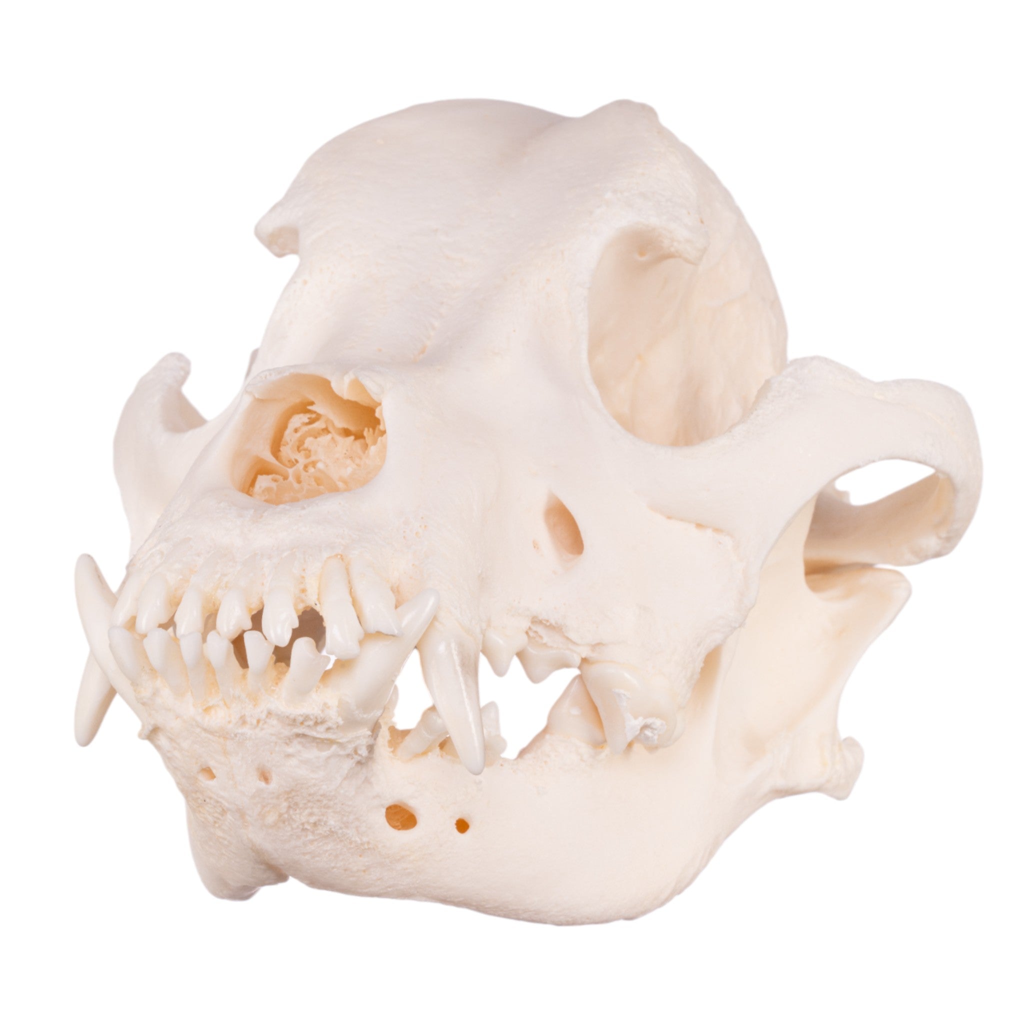 Authentic Shar Pei Dog Skull Replica - Realistic Canine Anatomy Model for Veterinary Study, Halloween Decor, and Educational Display