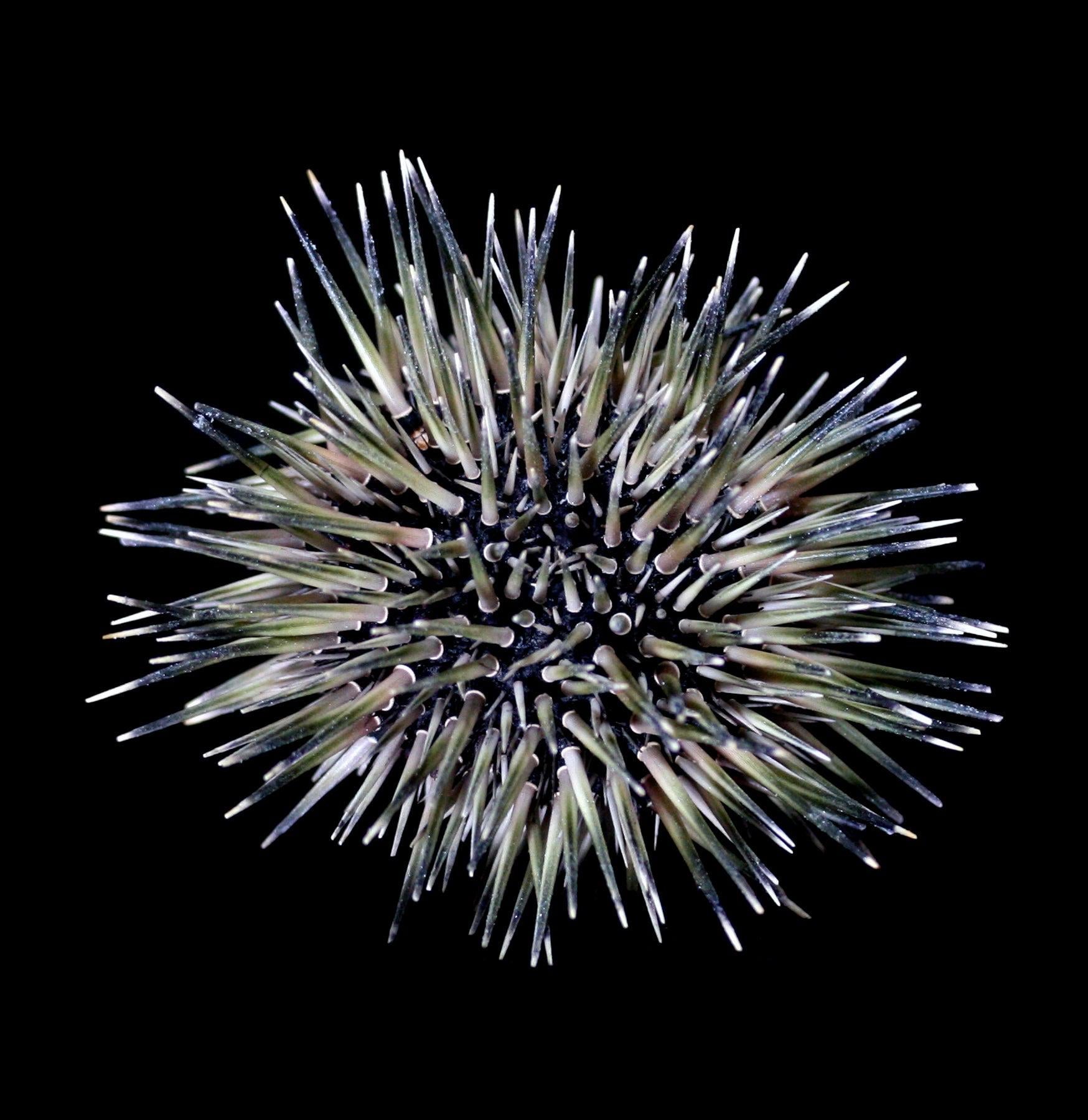 Pink Sea Urchin with Spines - Natural Ocean Decor for Aquariums, Beach Themed Parties & Coastal Home Decor