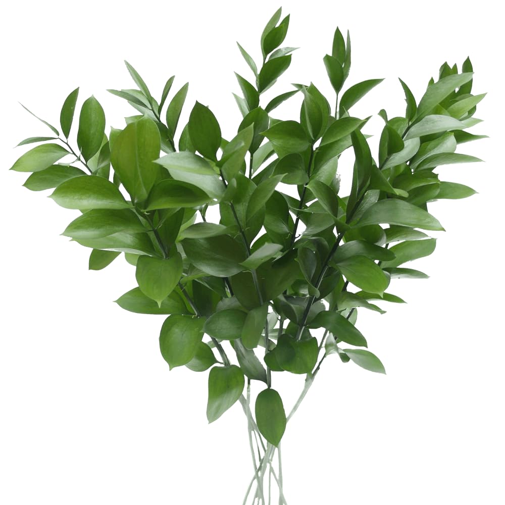 Premium 100 Ruscus Stems Fresh Greens - Bulk Wedding Flowers for Centerpieces, Baby Showers, Bridal Bouquets & Event Decorations - Perfect for DIY Floral Arrangements & Home Decor
