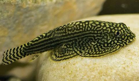 Premium Hill Stream Loach Fish for Freshwater Aquariums - Perfect for Algae Control in Planted Tanks & Coldwater Stream Biotopes