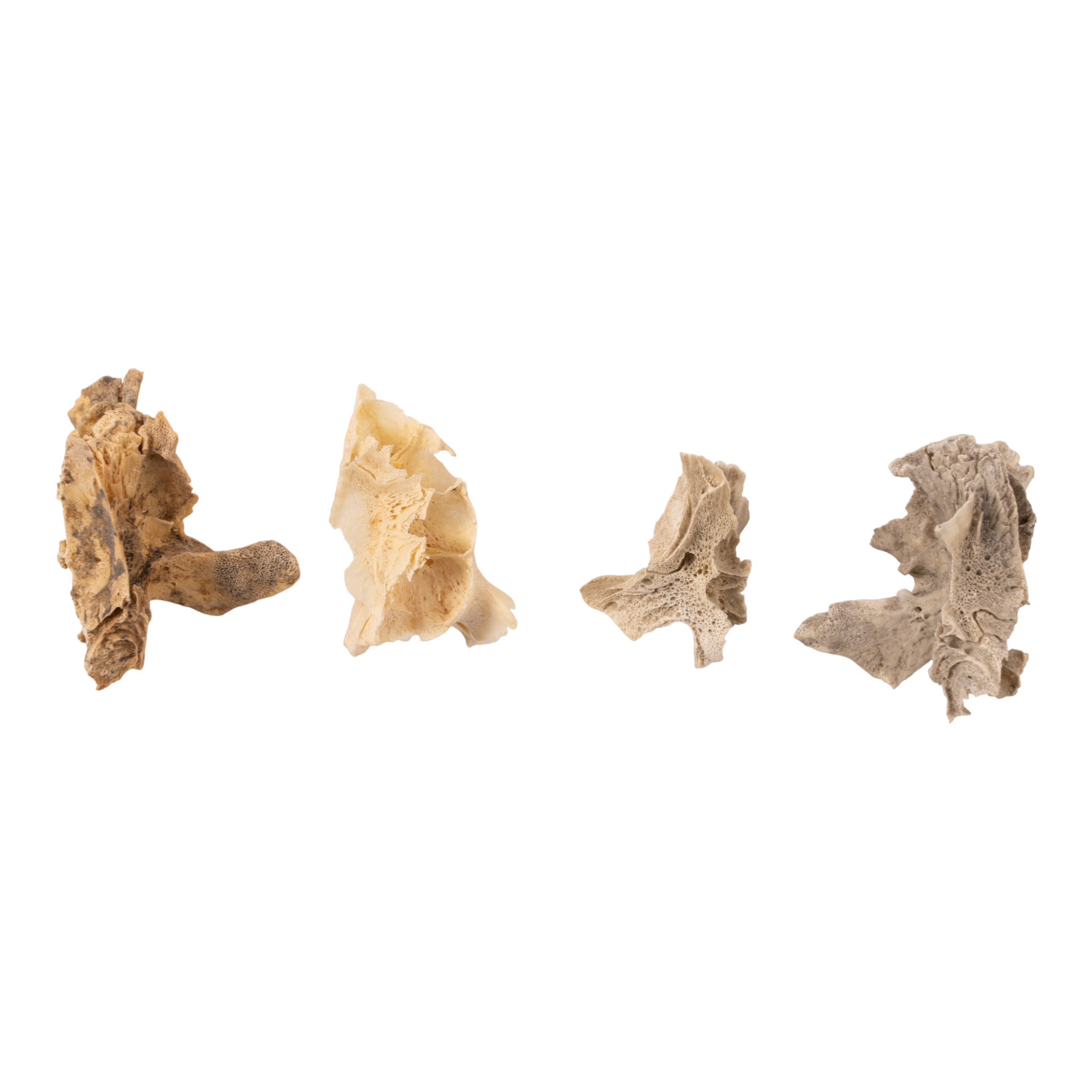 Premium Human Fetal Half Maxilla Specimen for Medical Research - High-Quality Anatomical Study Material for Dental, Craniofacial, and Developmental Biology Research (Ideal for Universities, Labs, and Medical Training)
