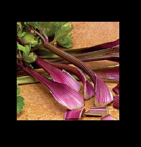 Organic Redventure Red Celery Seeds - Non-GMO Heirloom Variety (100 Count Bulk Pack) for Home Gardening, Urban Farming & Gourmet Cooking