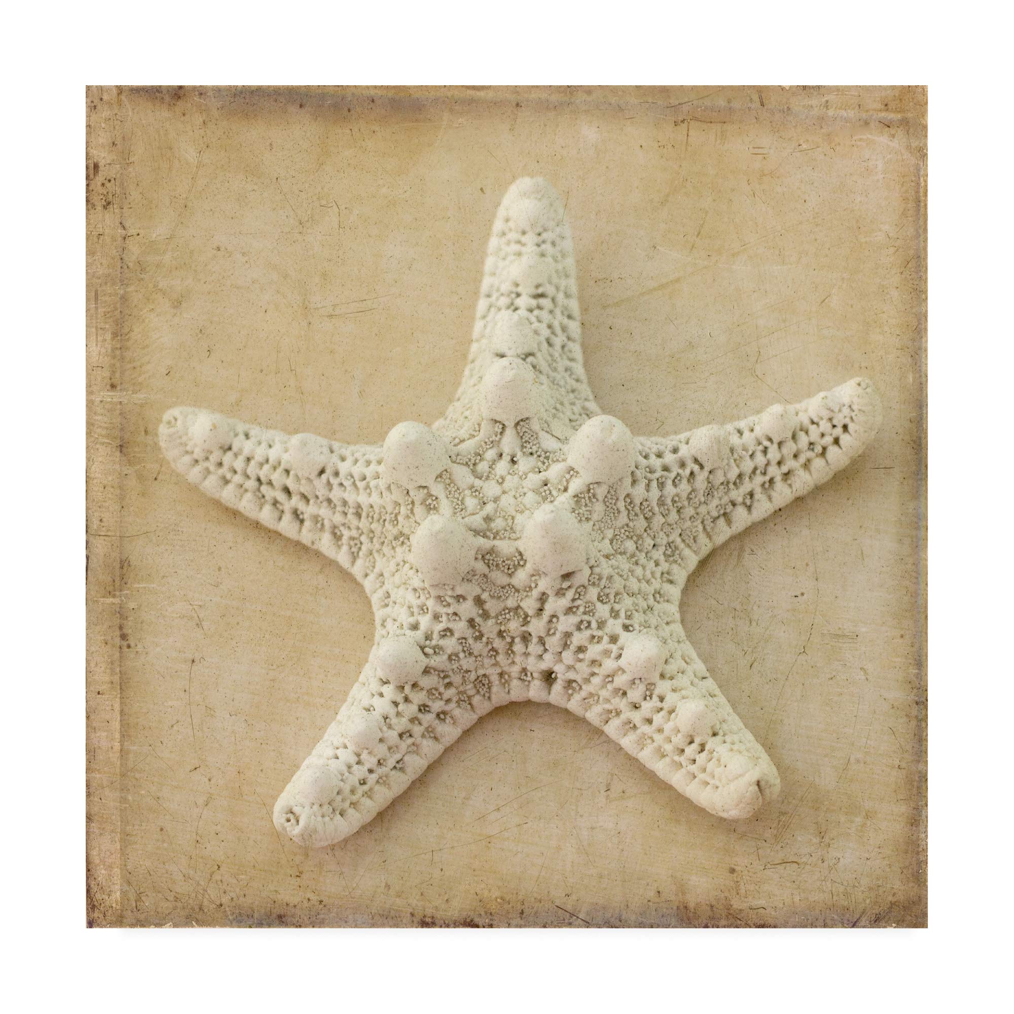 Judy Stalus Sepia Shell I Fine Art Print - 18x18 Inch Vintage Beach Wall Decor for Living Room, Bedroom & Coastal Home Styling