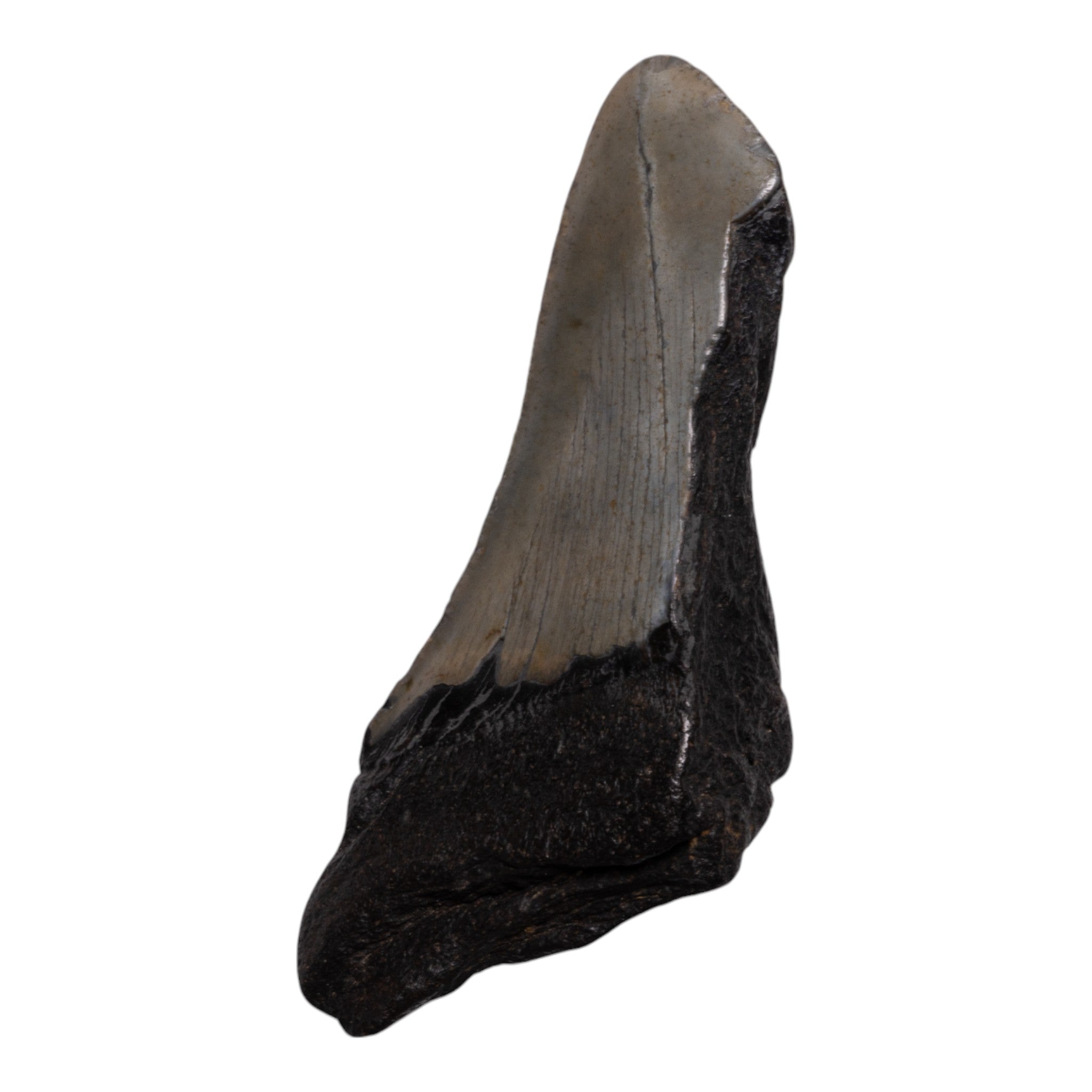 Authentic Megalodon Tooth Fossil - Genuine Half Tooth Specimen for Collectors, Shark Enthusiasts & Paleontology Lovers - Perfect for Display Cases, Educational Projects & Unique Gifts
