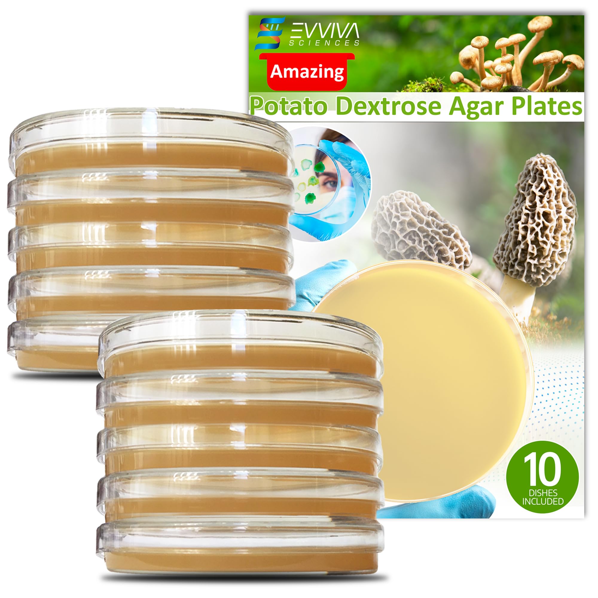 Evviva Sciences Potato Dextrose Agar Petri Dishes - Prepoured PDA for Mushroom Cultivation, Home Science Experiments & School Projects - Ready-to-Use Petri Dishes with Agar for Lab Testing & Mycology Studies