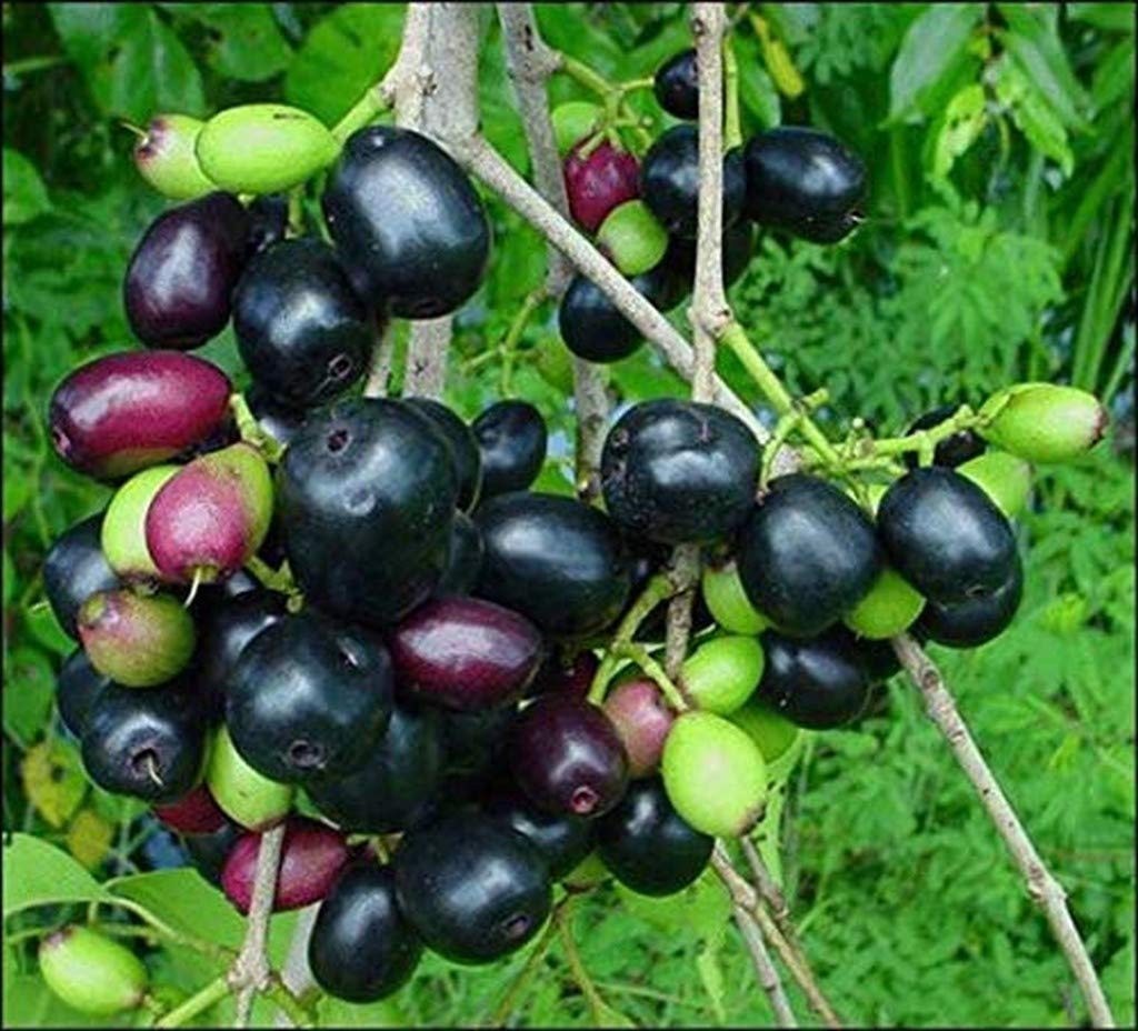 Exotic Syzygium Cumini Live Plant - Rare Tropical Jambolan, Java Plum, Black Plum, Jamun Tree for Home Garden | Medicinal Herbal Fruit Plant | Grow Your Own Fresh Njaval Fruits for Juicing & Ayurvedic Remedies