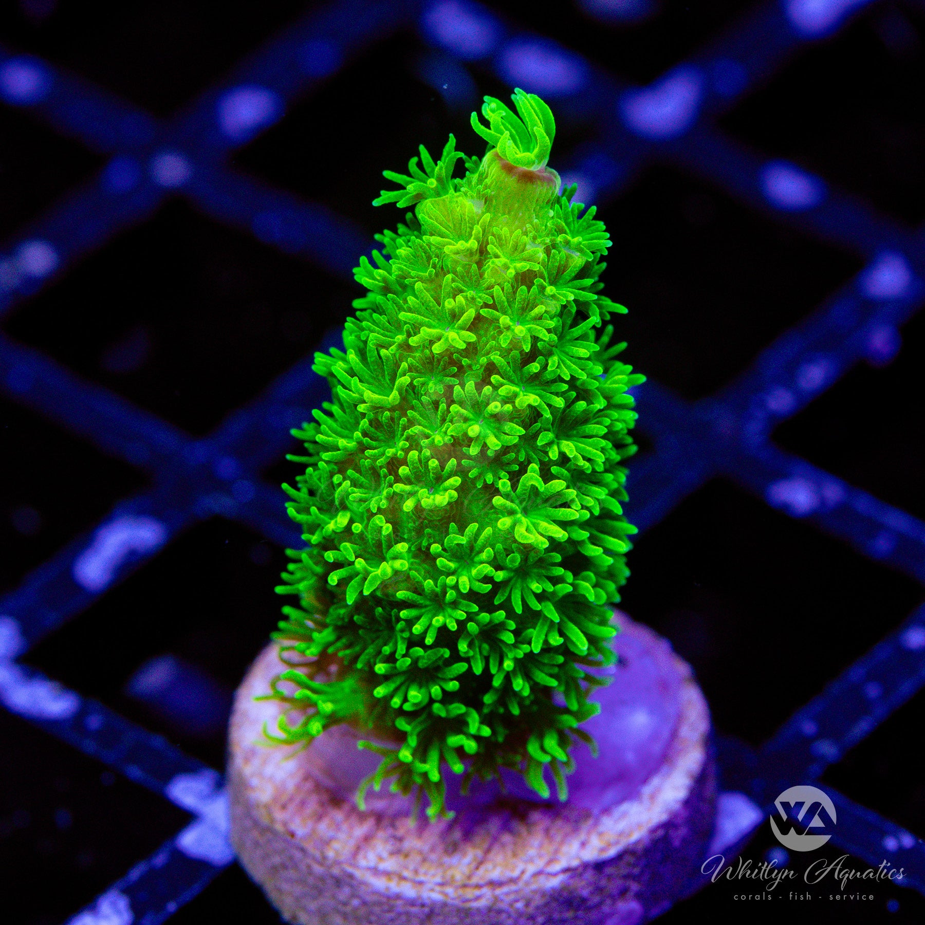 OG Bali Green Slimer Acropora Coral for Saltwater Aquariums - Perfect for Reef Tanks & Marine Displays