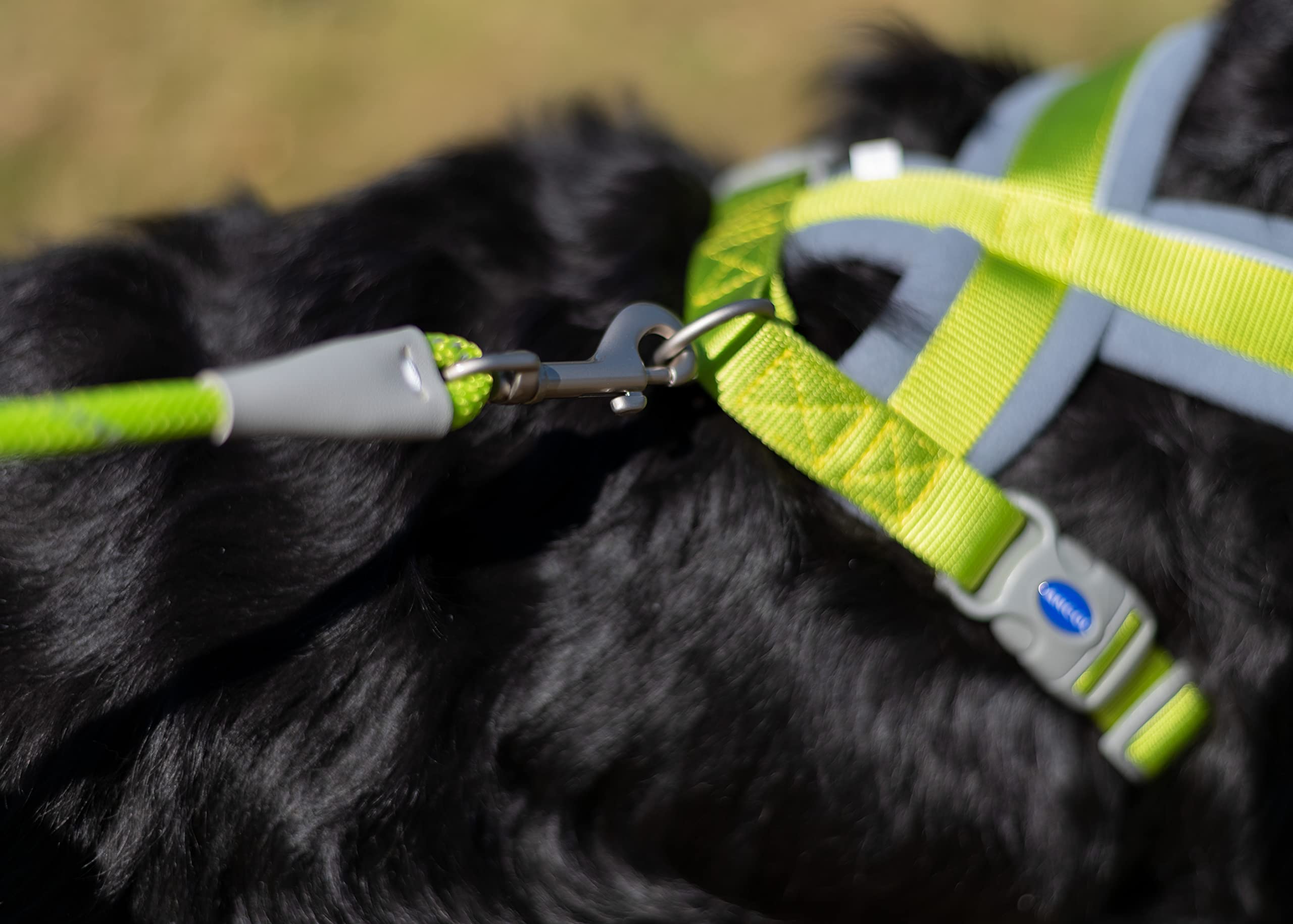 Ancol Viva Padded Strong Dog Chest Harness - Medium Size, Lime Green - Comfortable & Secure Walking Harness for Medium Dogs - Perfect for Outdoor Adventures, Training & Daily Walks