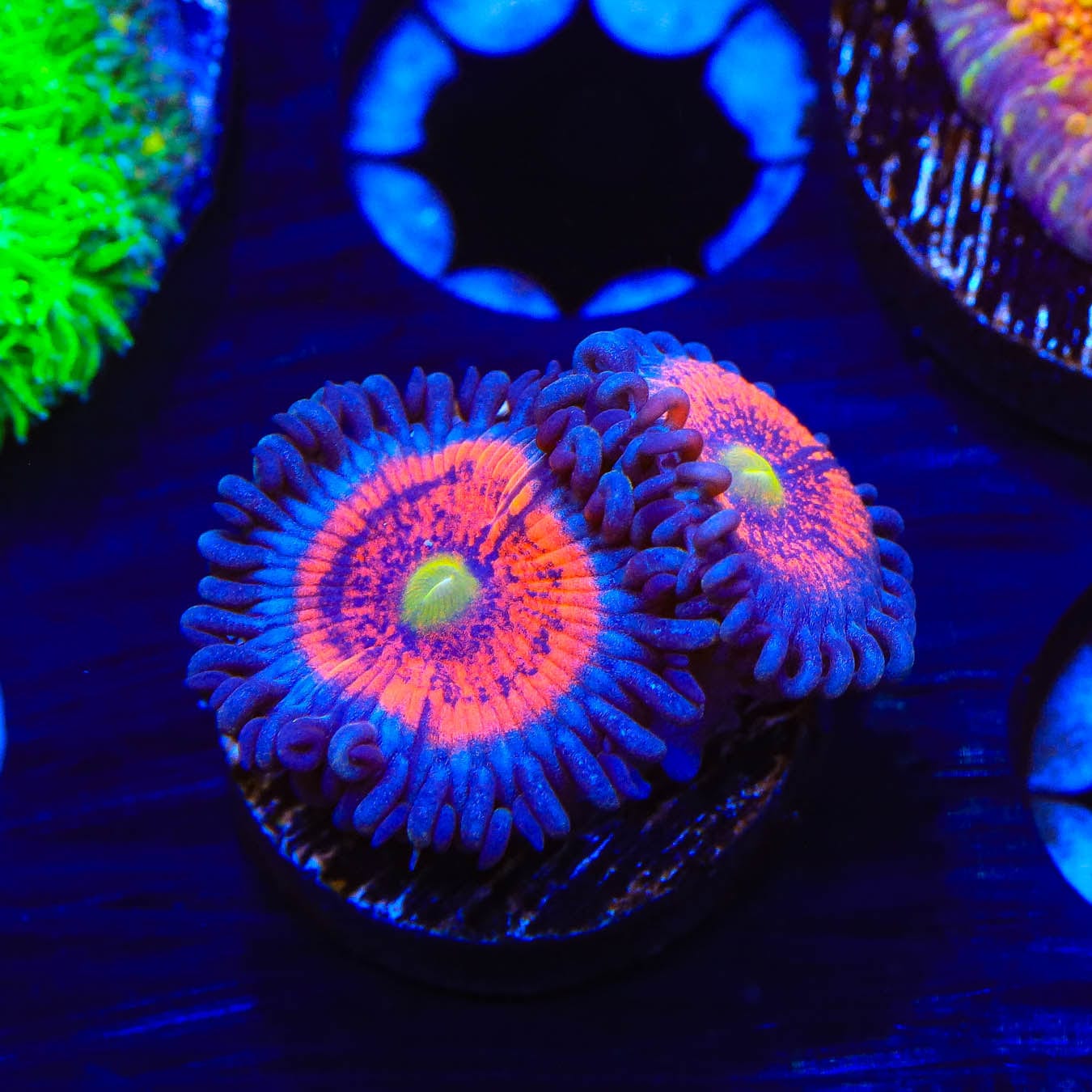 Everlasting Gobstopper Zoanthids Coral - Vibrant Saltwater Aquarium Coral for Reef Tanks & Marine Displays