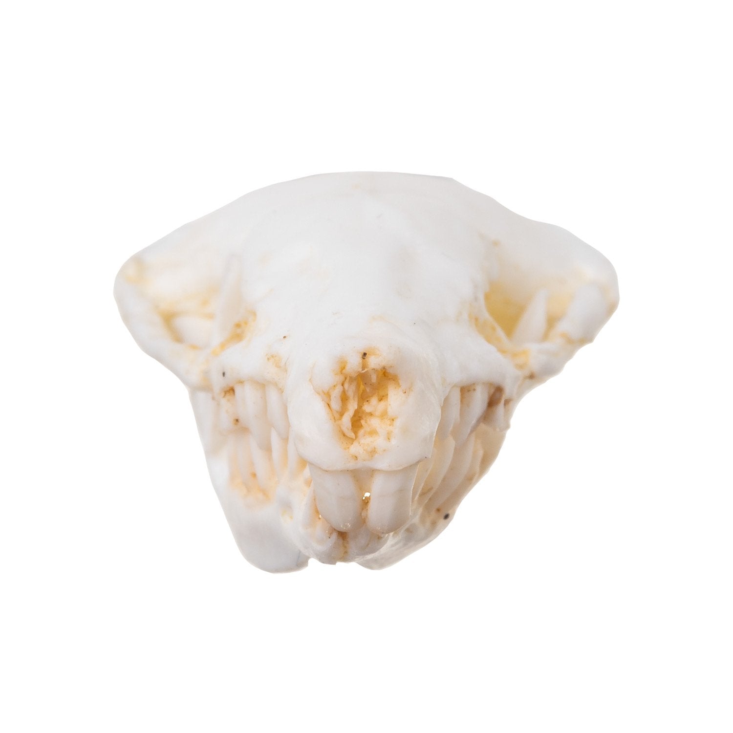 Authentic Replica Eastern Mole Skull - High-Quality Animal Skull Model for Science Education, Biology Study & Taxidermy Display - Perfect for Classroom, Museum & Home Decor