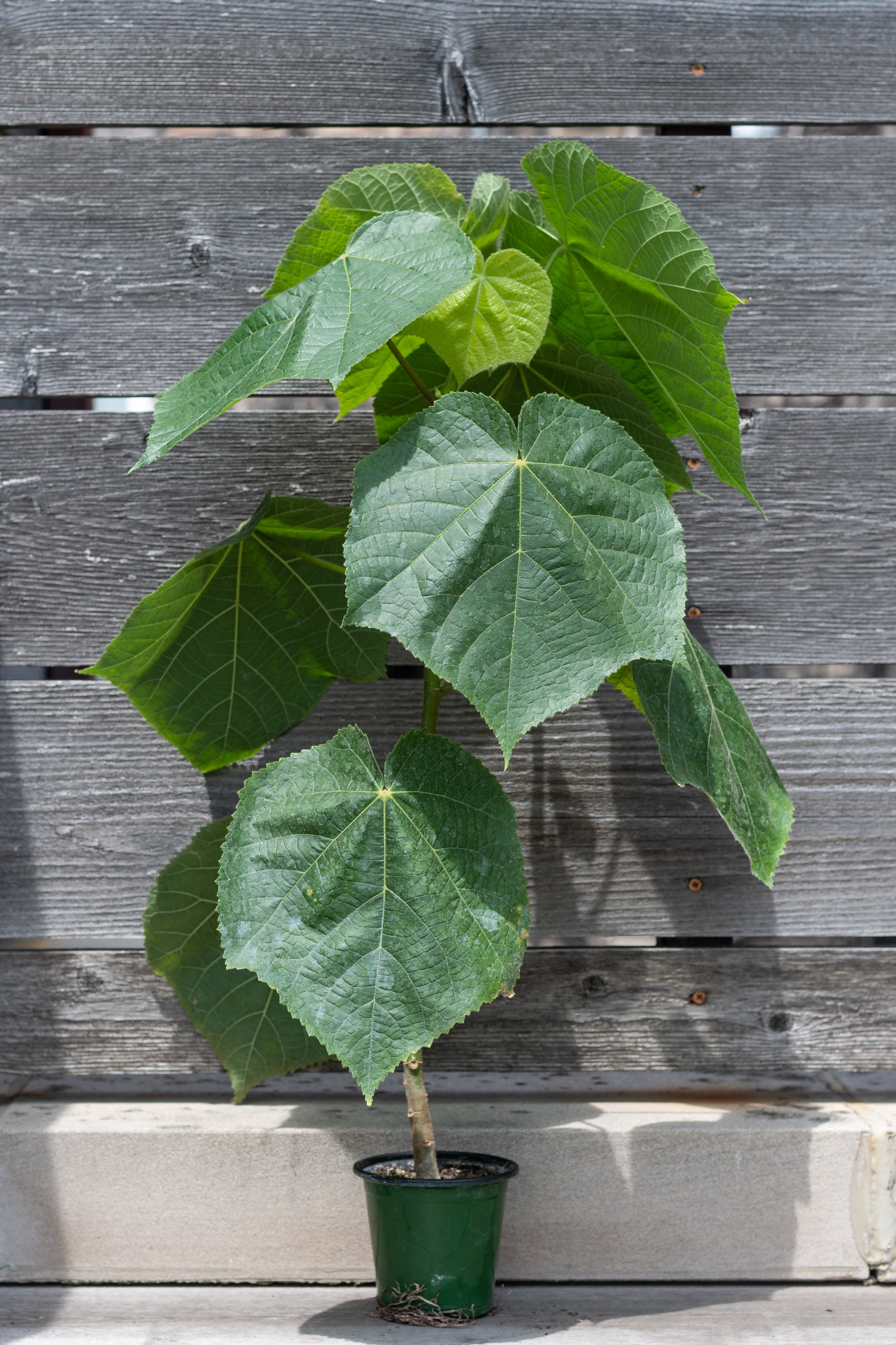 Dombeya 4 - Premium Home Decor & Gift Ideas for Living Room, Bedroom & Office | Perfect for Housewarming, Wedding & Birthday Presents