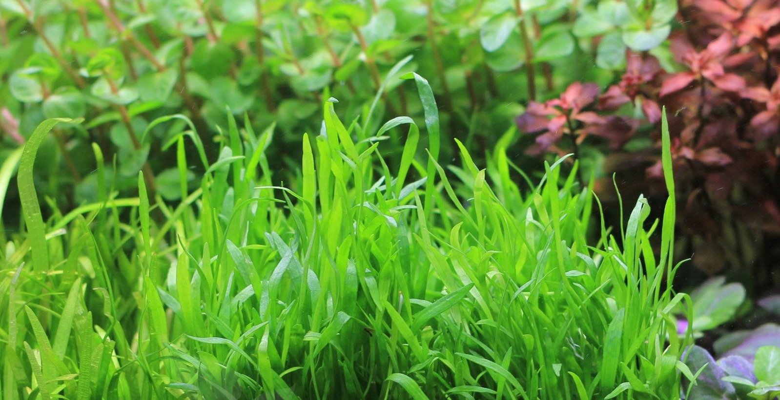 Micro Sword Lilaeopsis Brasiliensis - Live Aquarium Plants for Freshwater Tanks | Perfect for Aquascaping, Java Moss Carpet & Natural Fish Habitat