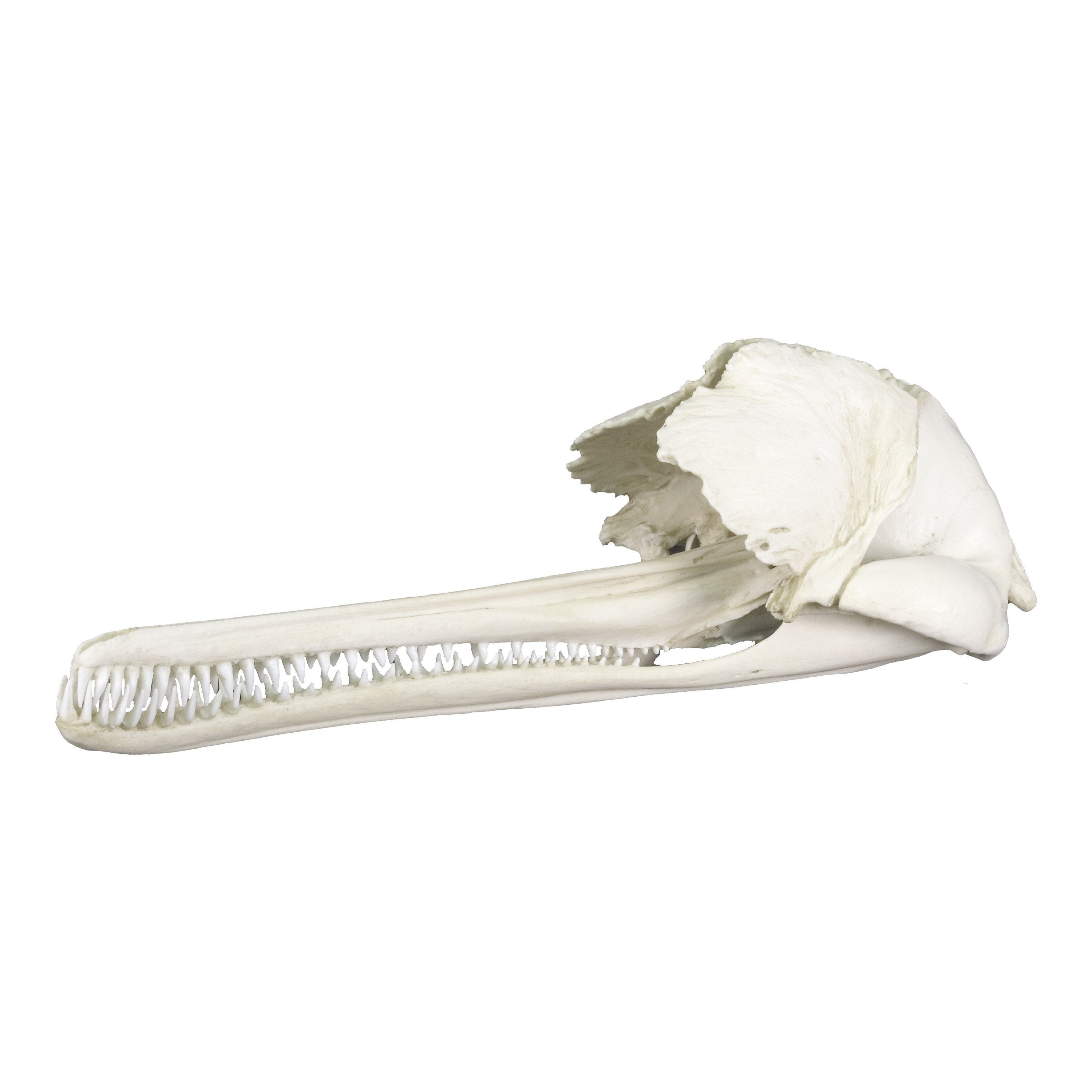 Authentic Replica Ganges River Dolphin Skull - Lifelike Handcrafted Collectible for Science Education & Home Decor