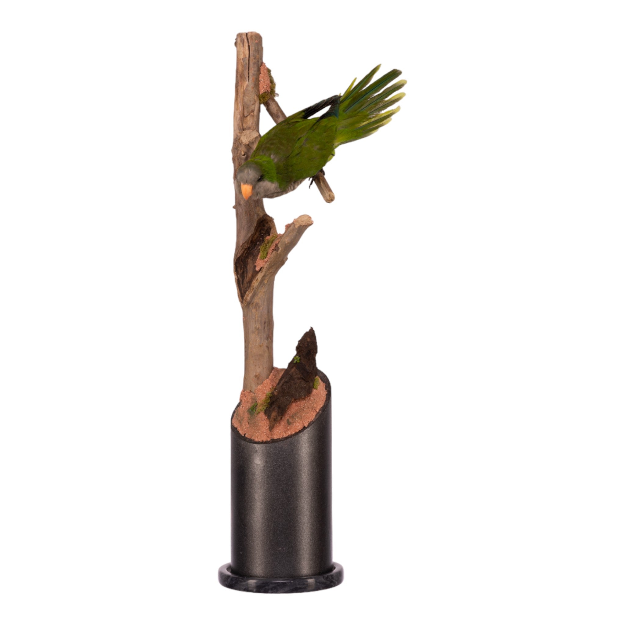 Jaron Villemarette Real Monk Parakeet Full Body Mount - Lifelike Taxidermy Bird Display for Home Decor, Nature Collections & Educational Use