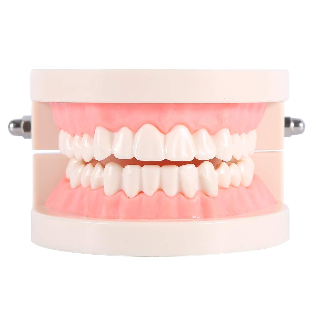 PVC Dental Teaching Model - 1pc Standard Teeth Demonstration Study Tool for Kids | Perfect for Dental Education, Children's Brushing Practice & Classroom Demonstrations