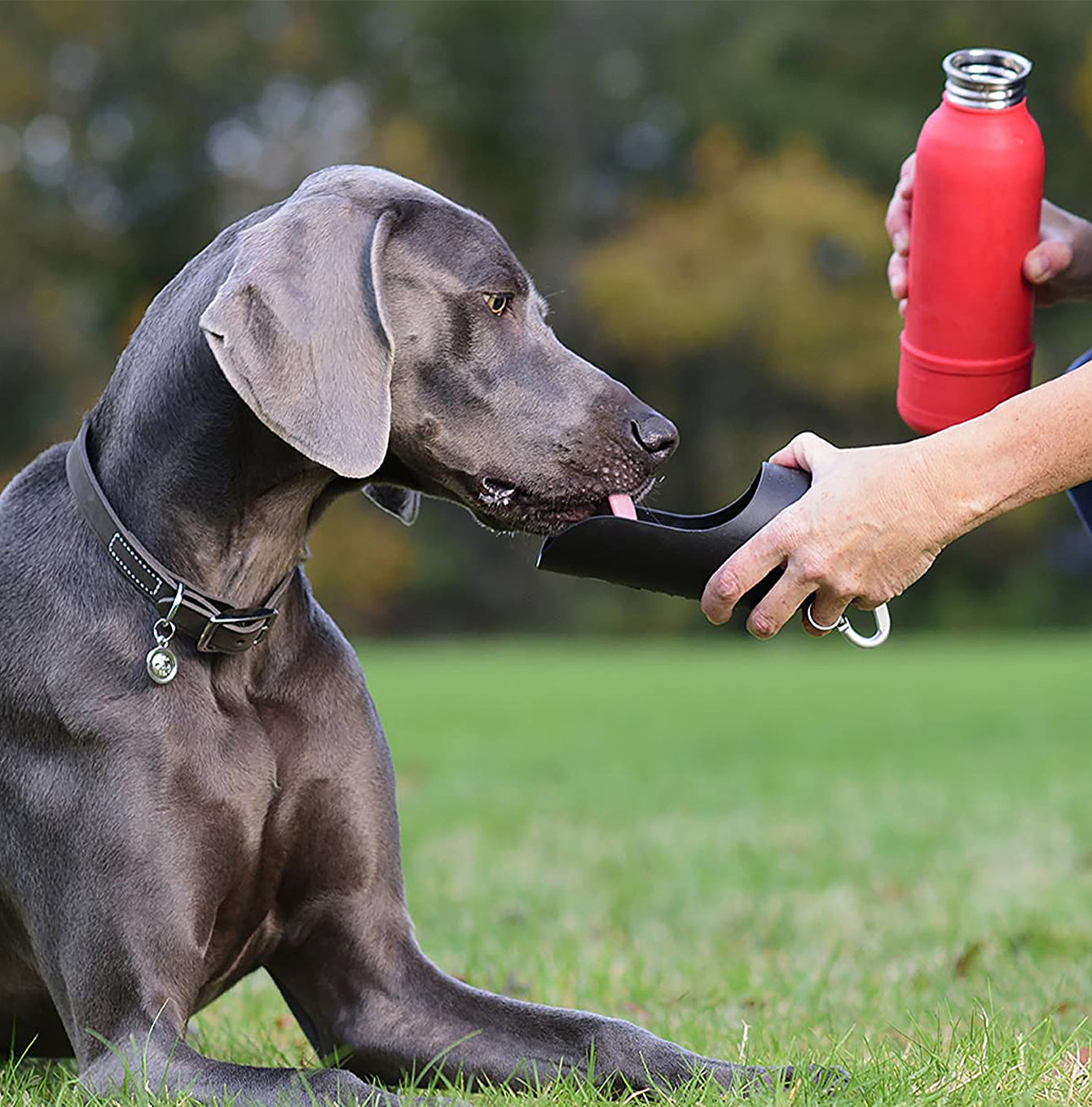 KONG H2O Insulated Stainless Steel Water Bottle - Leak Proof, BPA Free, Keeps Drinks Cold 24 Hours/Hot 12 Hours - Perfect for Hiking, Gym & Outdoor Activities