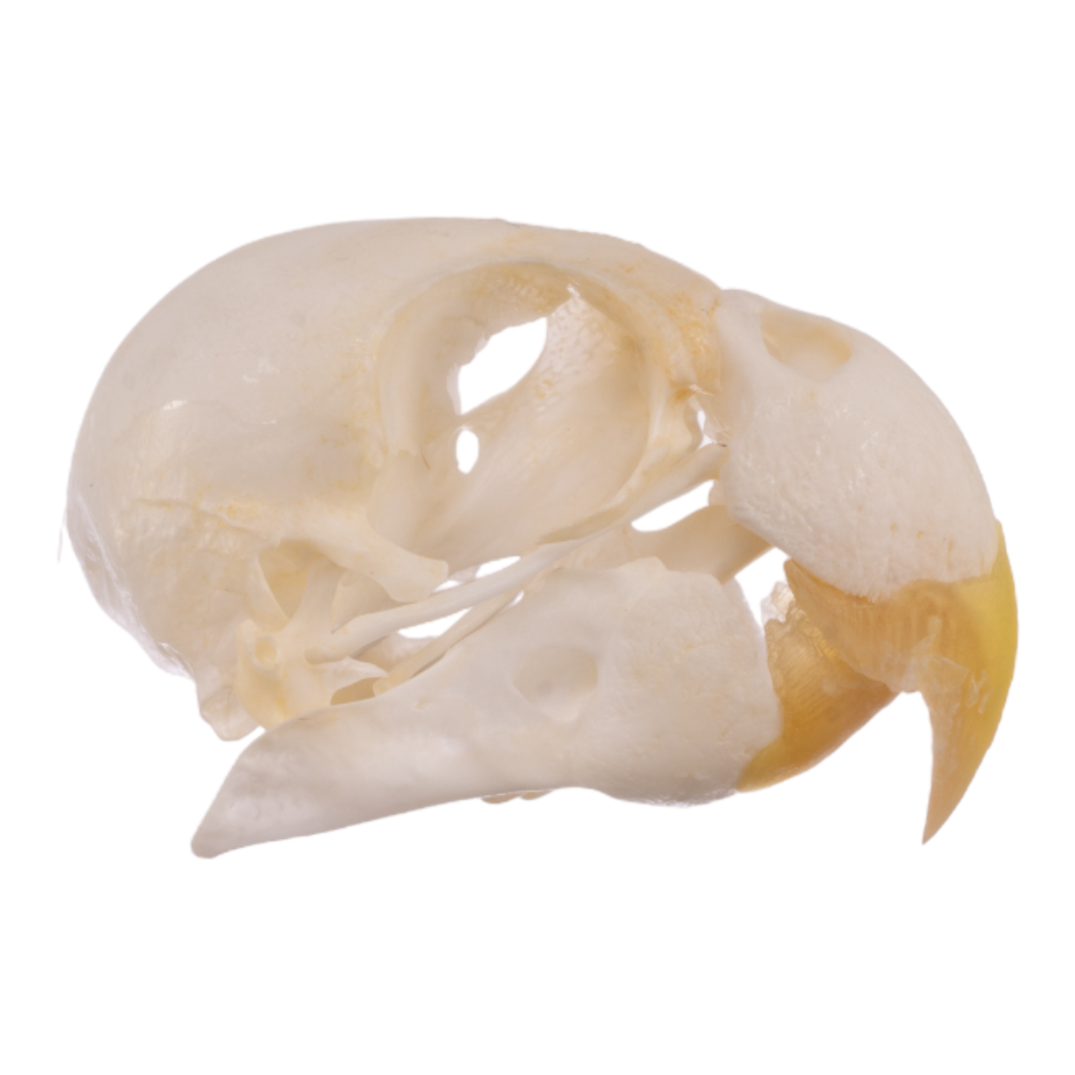 Authentic Real Parrot Skull - Unique Taxidermy Collectible for Gothic Decor, Oddity Cabinets & Educational Displays