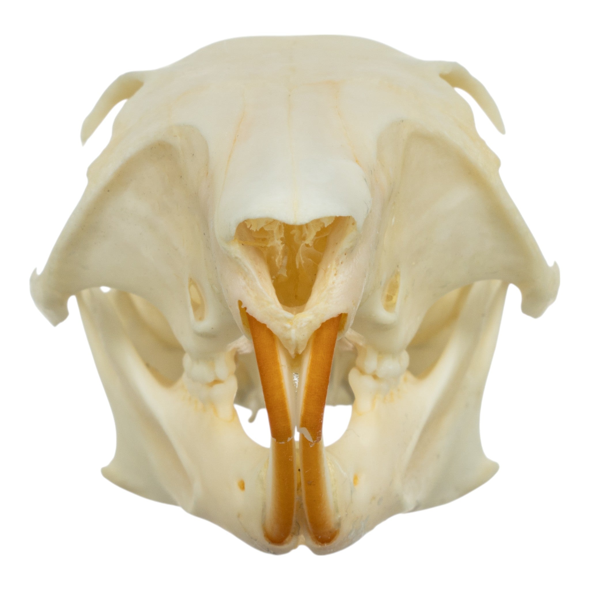 Realistic Squirrel Skull Replica - Detailed Animal Bone Specimen for Halloween Decor, Taxidermy Display & Science Education - Perfect for Gothic Home Decor, Biology Classrooms & Oddity Collections