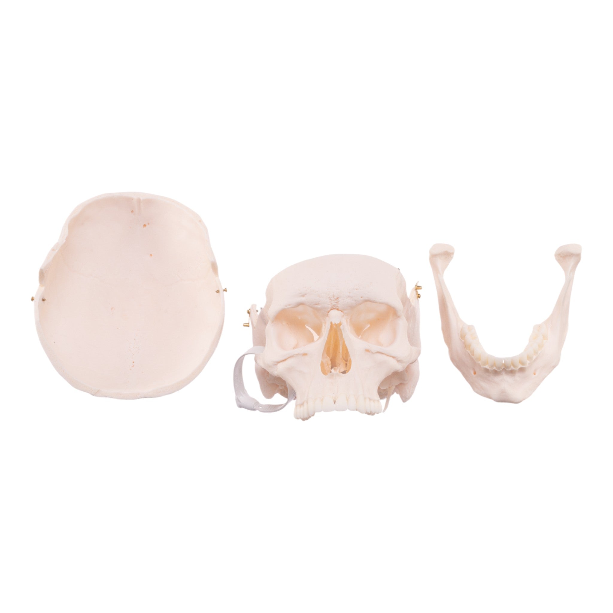 Premium Anatomical Human Skull Model - Accurate & Detailed for Medical Education, Research & Study - Perfect for Doctors, Students & Halloween Decor