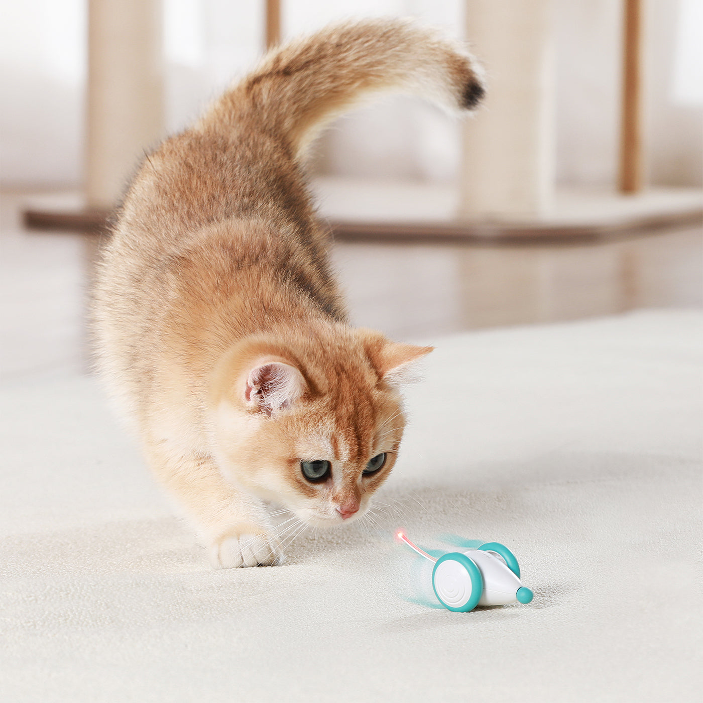 Petlibro Pixie Mouse Interactive Cat Toy - Automatic Motion & Sound for Indoor Play, Exercise & Hunting Instincts - Perfect for Kittens & Adult Cats