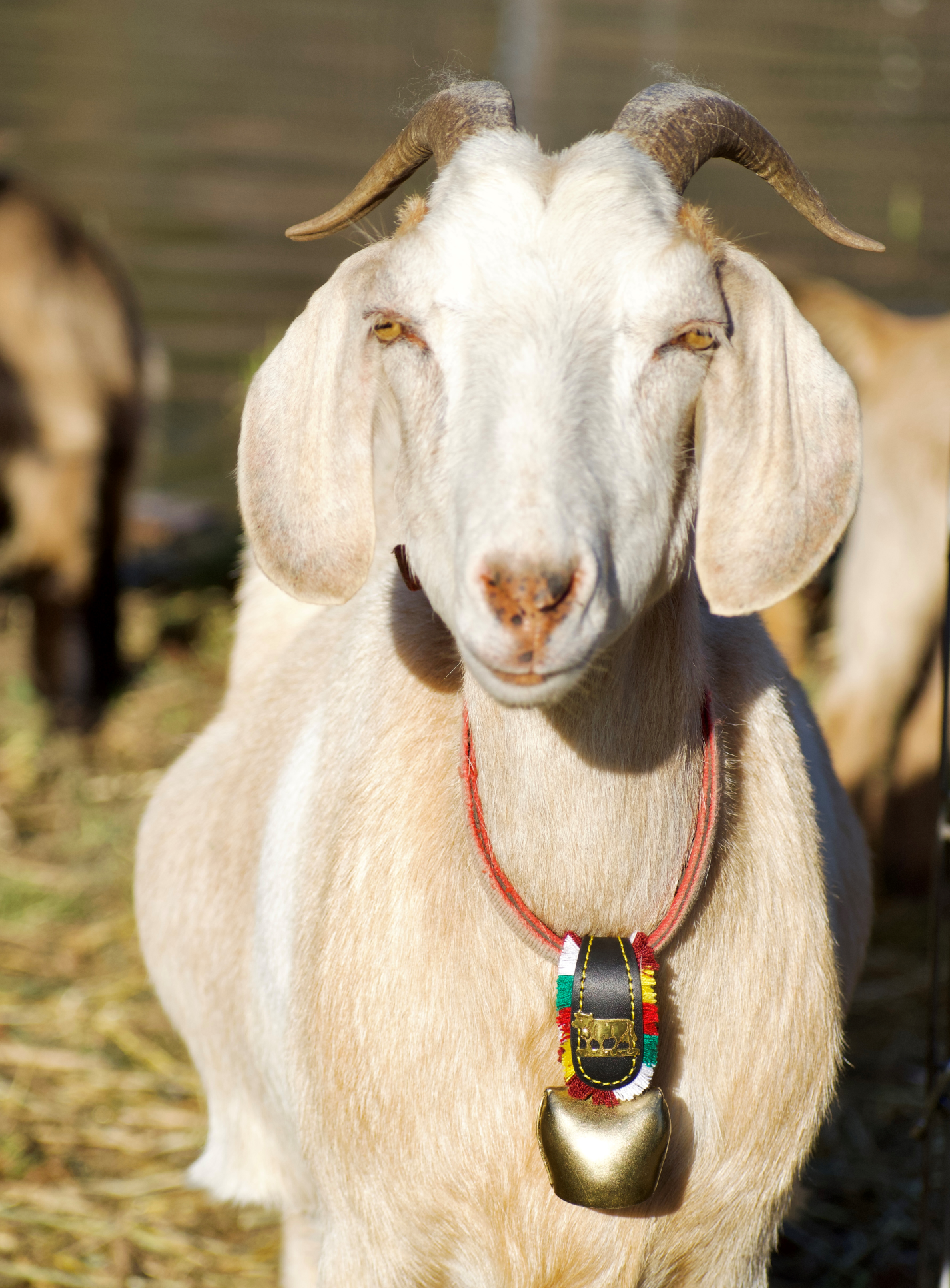 Authentic Swiss Cowbells - Handcrafted Alpine Treicheln for Farm Animals & Home Decor - Perfect for Cattle, Goats, Christmas Decor & Rustic Weddings