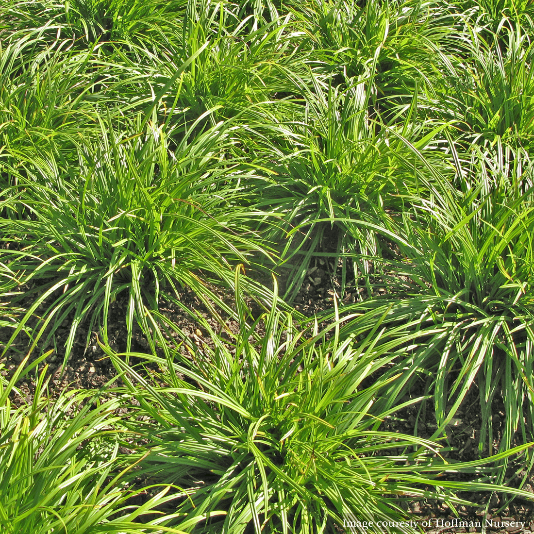 Native Creek Sedge (Carex amphibola) - Drought-Tolerant Wetland Grass for Erosion Control & Rain Gardens | Perfect for Landscaping, Water Features & Natural Habitat Restoration
