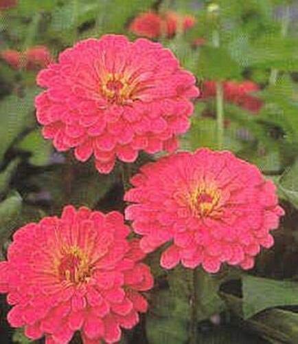 Zinnia Benary Giant Salmon Rose Annual Flower Seeds (50 Seeds) - Perfect for Garden Beds, Borders & Cut Flower Arrangements