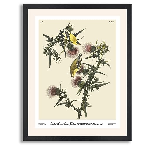 American Goldfinch