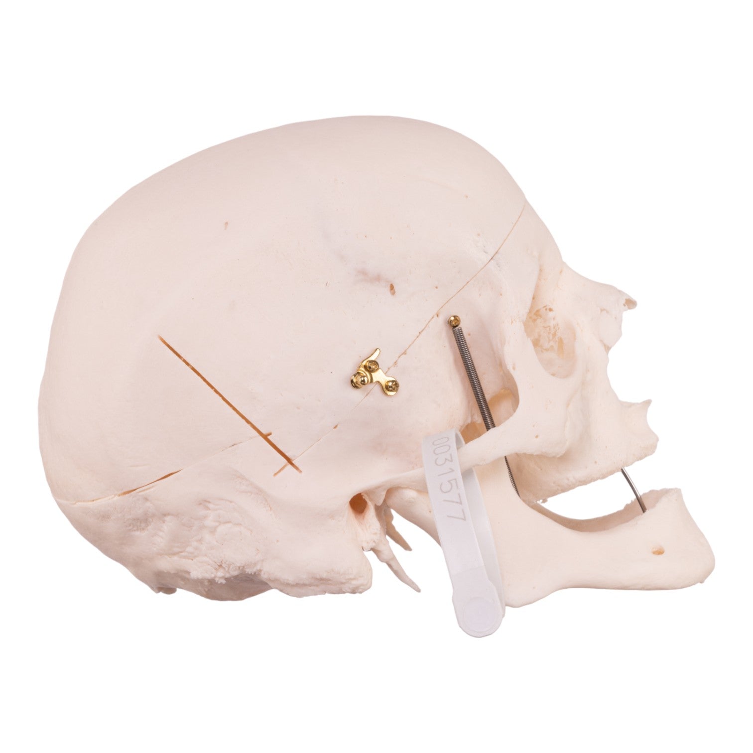 Premium Anatomical Human Skull Model - Accurate Medical & Educational Tool for Students, Doctors & Researchers | Perfect for Classroom, Lab & Medical Training