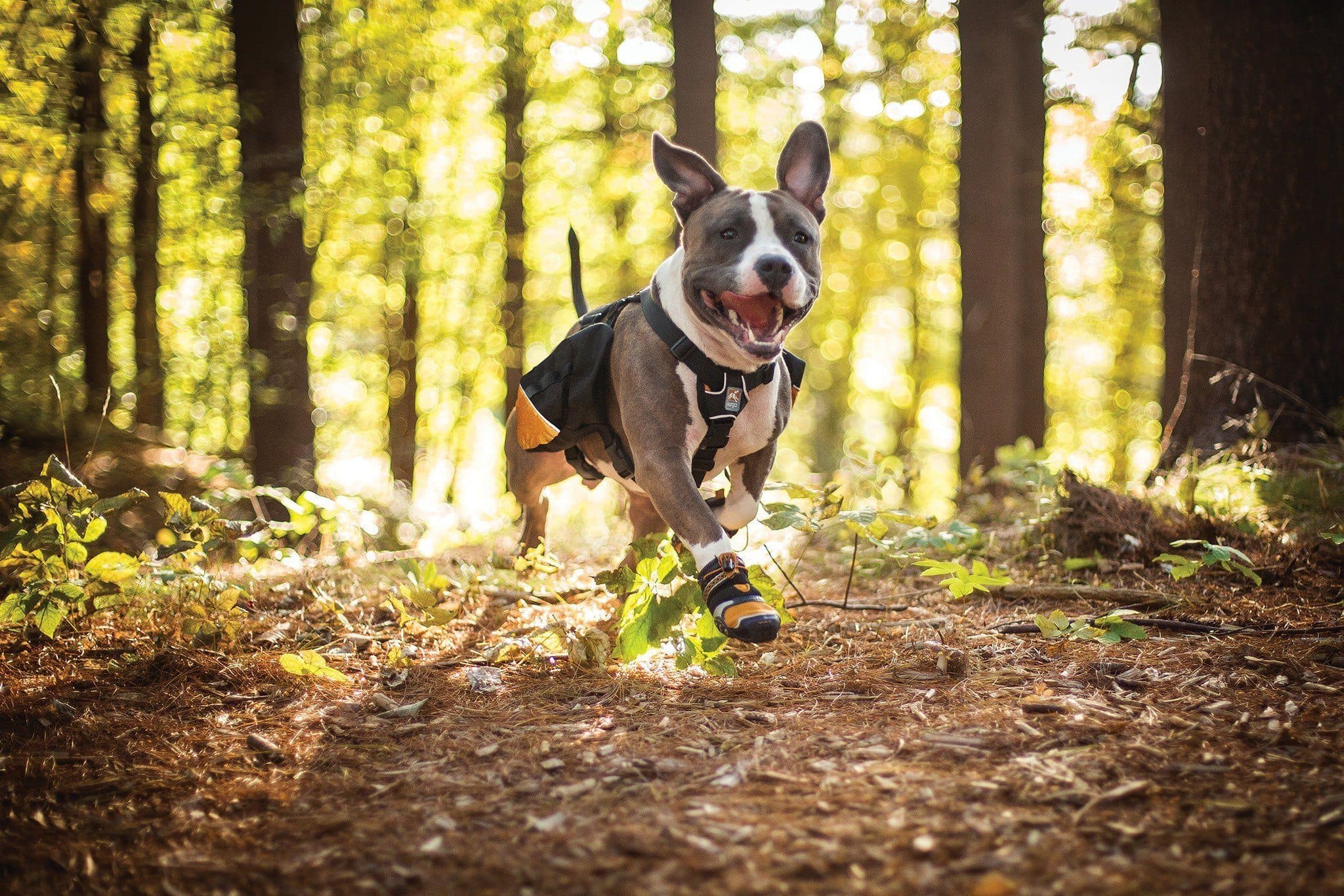 Kurgo Baxter Pack Black/Yellow Dog Backpack Saddlebag - Durable & Adjustable Pet Carrier for Hiking, Travel & Outdoor Adventures