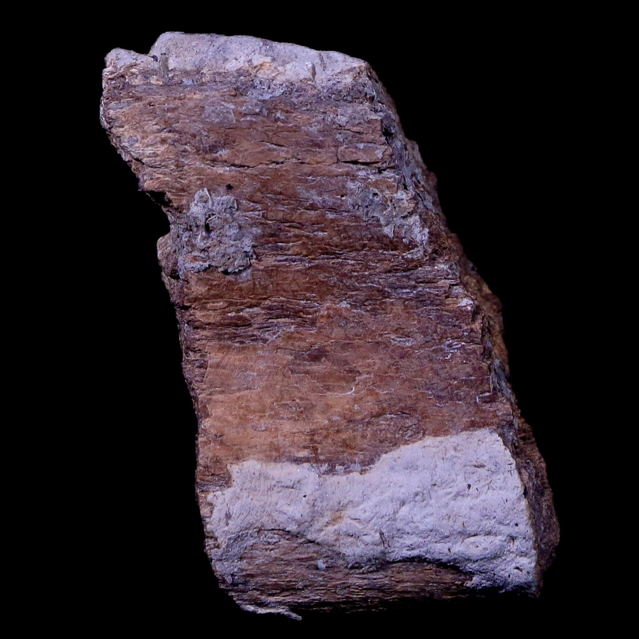 Authentic Gryposaurus Fossil Rib Bone - Duck-Billed Dinosaur Fossil from Judith River, Montana with COA | Rare Paleontology Specimen for Collectors, Museums & Educational Displays