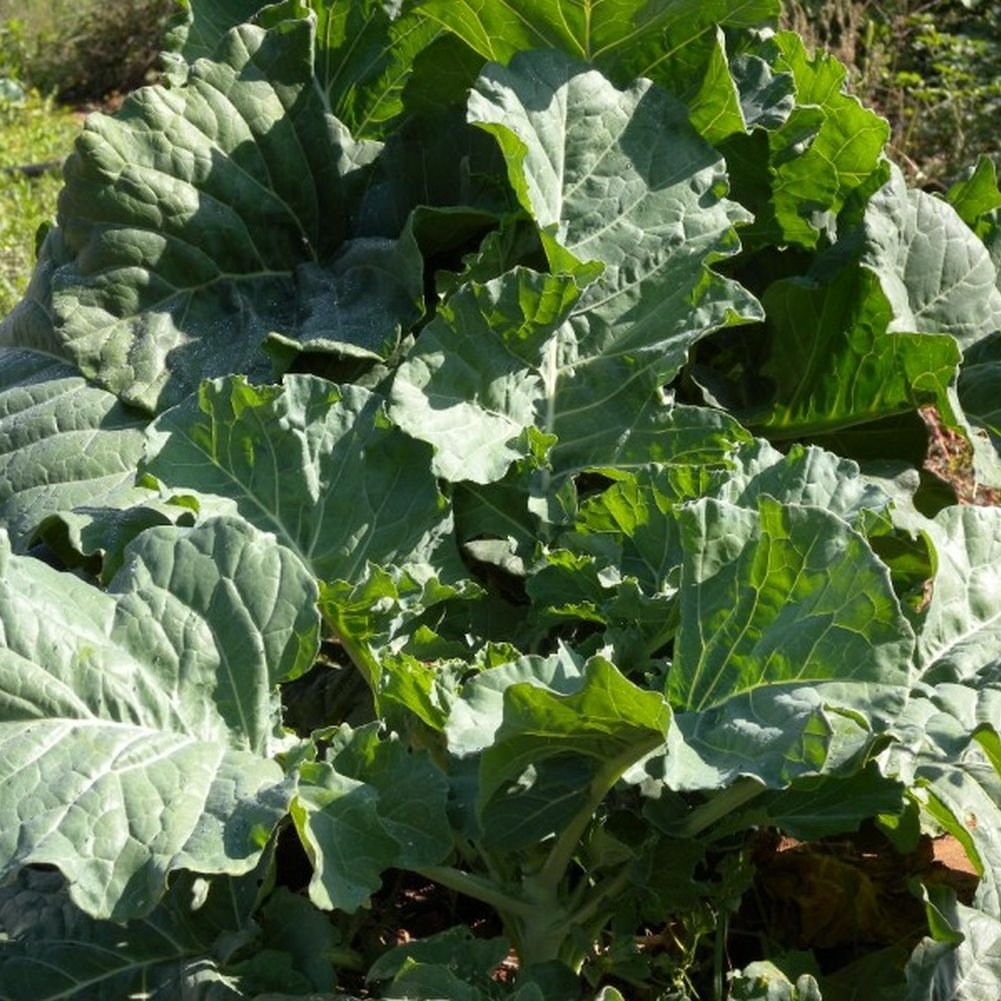Georgia Southern Collard Greens Seeds - 3000 Seeds (9 Grams) for Home Gardening, Vegetable Planting & Southern Cooking