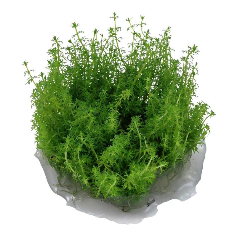 TCulture Myriophyllum Guyana (TC Cup) - Premium Aquatic Plant for Freshwater Aquariums | Perfect for Fish Tanks, Aquascaping & Water Gardens