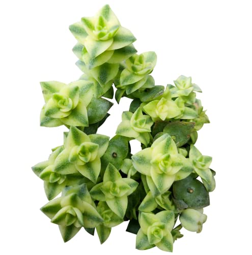 Variegated String of Buttons