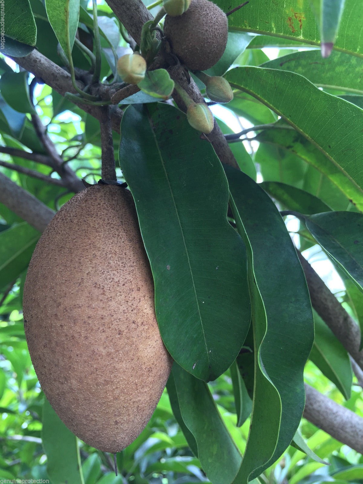 Buy Sapodilla Manilkara Zapota Chiku Makok Tropical Fruit Tree Starter Plant Seedling for Home Garden & Landscaping | Fresh & Healthy Seedling for Planting