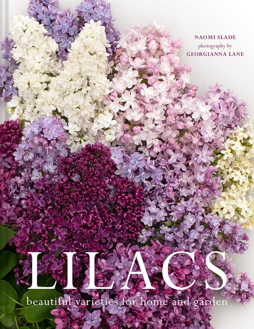 Best Lilac Varieties for Home & Garden - Fragrant Purple & White Lilac Bushes for Landscaping, Borders & Outdoor Decor