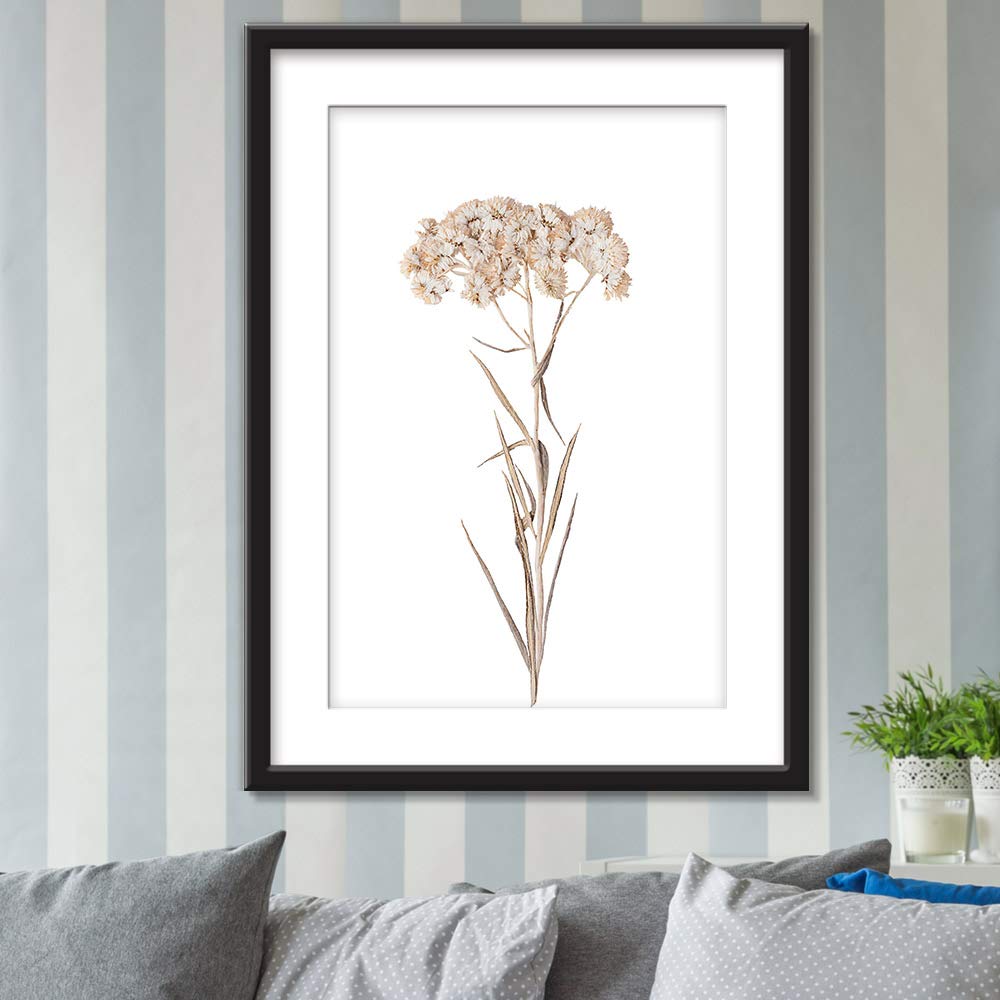 Wall26 - Framed Botanical Wall Art - White Dried Flower Specimen Giclee Print in Black Picture Frame with White Mat - 23x31 Inches - Perfect for Living Room, Bedroom & Office Decor