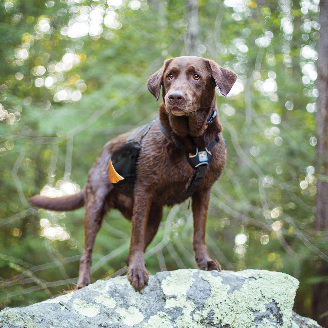 Kurgo Dog Saddlebag Backpack - Lightweight Reflective Hiking Pack for Medium & Large Dogs | Adjustable Travel Vest Harness for Camping, Walking & Outdoor Adventures | Durable Pet Carrier with Storage Pockets