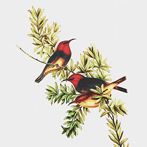 Red Headed Honey Eater Bird Naturalist John Gould Counted Cross Stitch Pattern