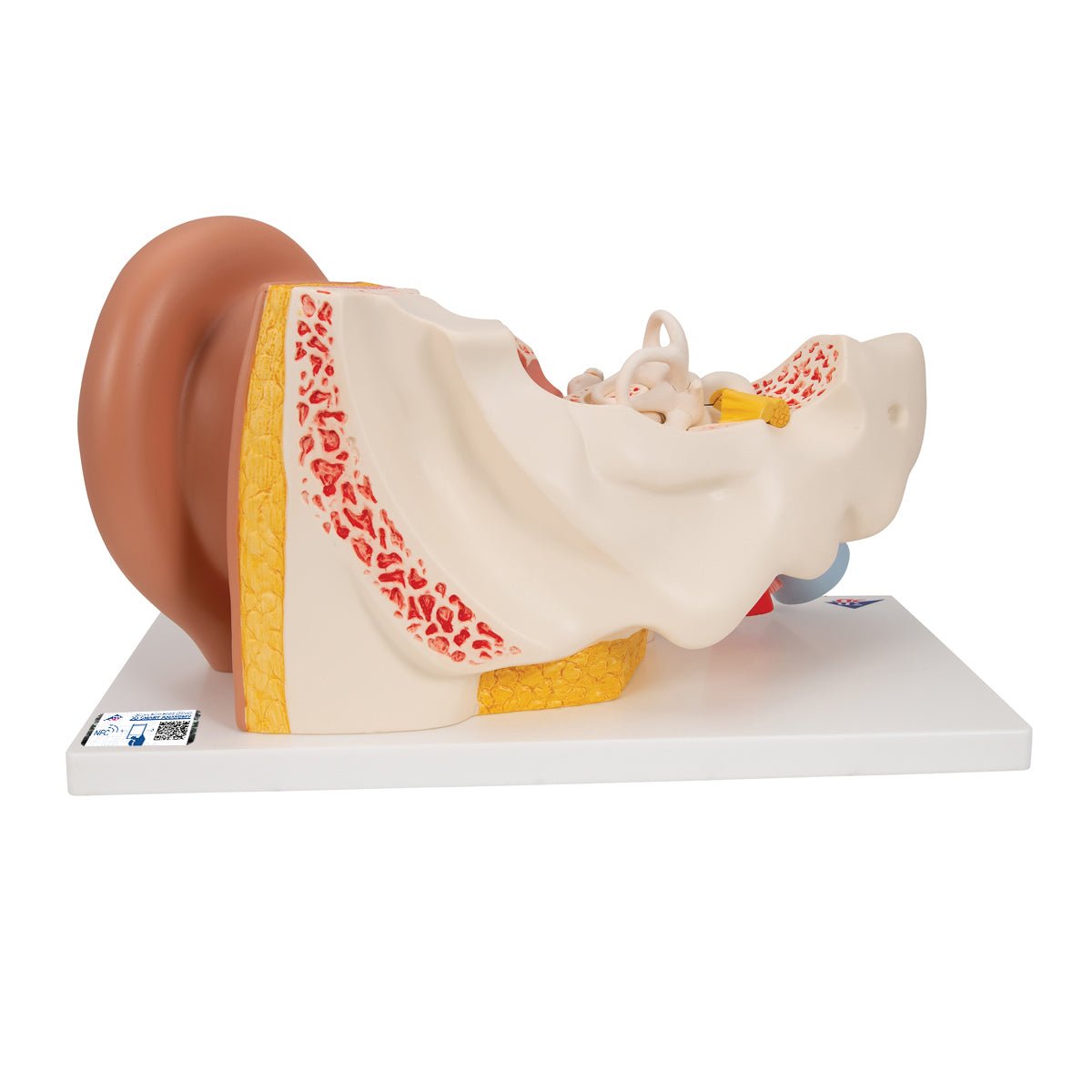 Giant Ear Anatomy Model - 3X Life Size, 4-Part Human Ear Display for Medical Education & Science Classrooms | Perfect for Doctors, Students & Biology Labs