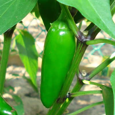 Organic Green Jalapeno Pepper Mash - 1 Gallon Bulk Hot Sauce Base by Magic Plant - Perfect for Mexican Cooking, Salsa, and Spicy Recipes