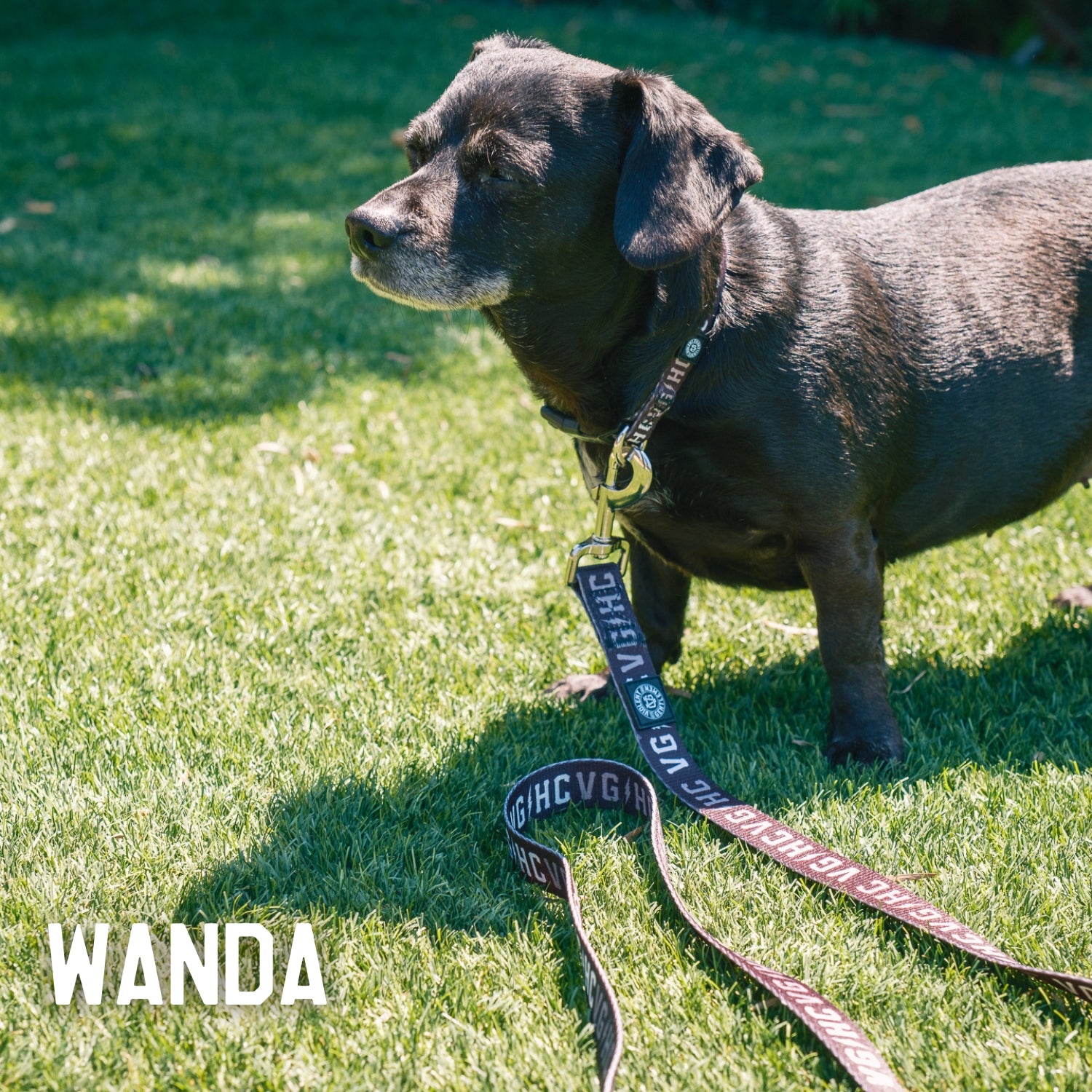 Durable and Adjustable Bolt Club Pet Leash for Dogs - Strong Reflective Nylon Dog Leash with Comfortable Padded Handle for Walking, Running, and Outdoor Adventures