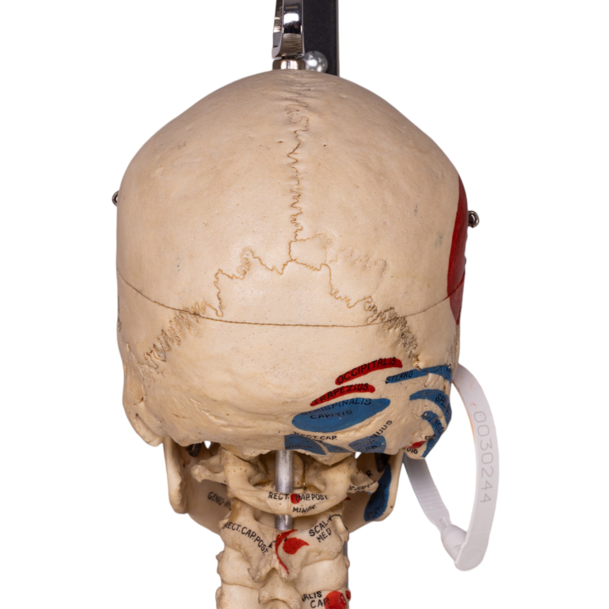 Realistic Articulated Human Skeleton Model - Hand-Painted Anatomical Display for Medical Education, Halloween Decor & Science Classrooms