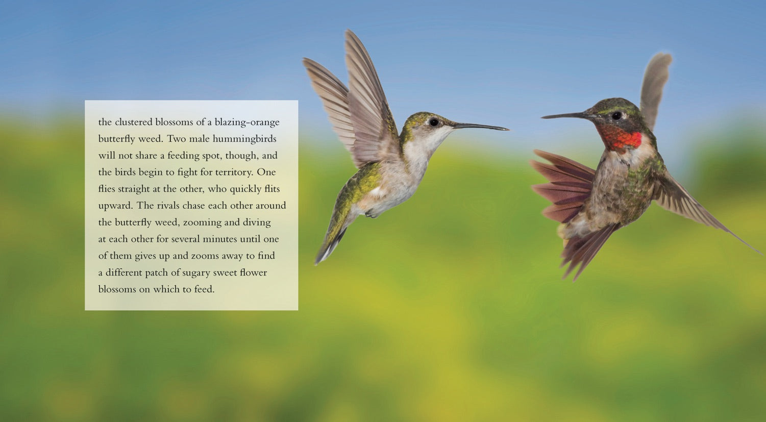 Hummingbirds Book - ISBN 9781608180783 - Perfect for Bird Lovers & Nature Enthusiasts